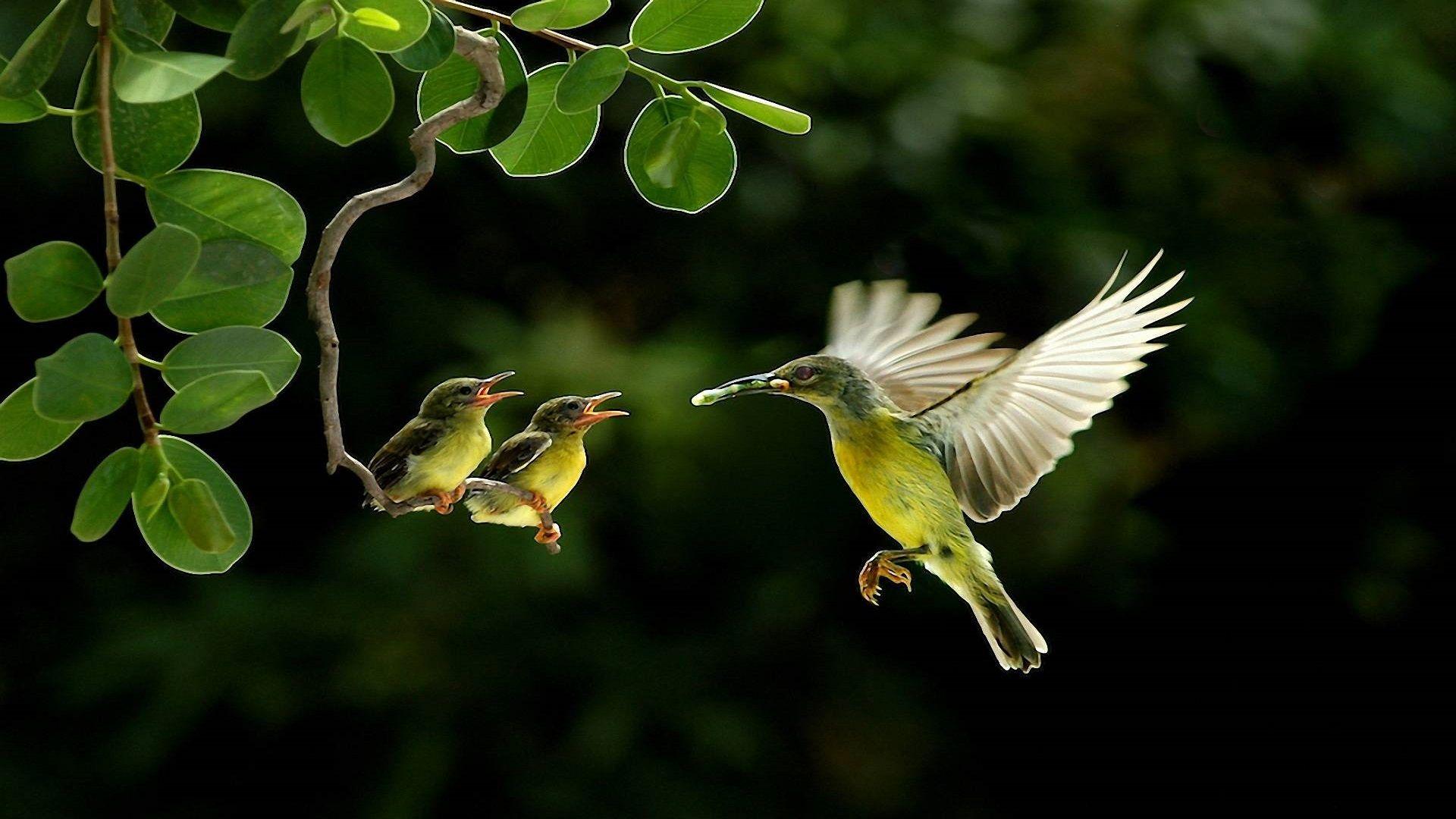 Beautiful Birds Wallpapers Top Free Beautiful Birds Backgrounds