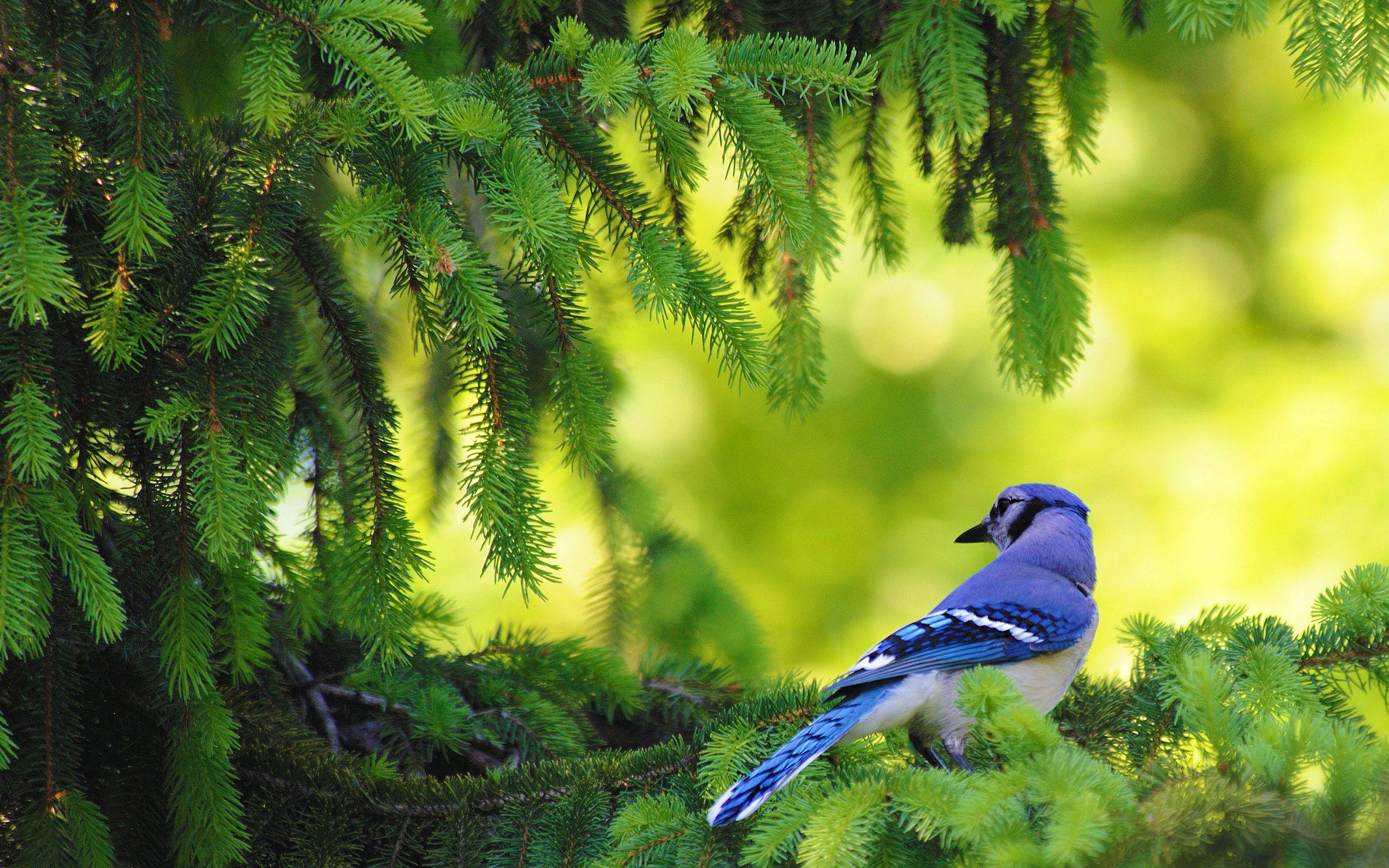 Blue Bird Wallpapers Top Free Blue Bird Backgrounds WallpaperAccess