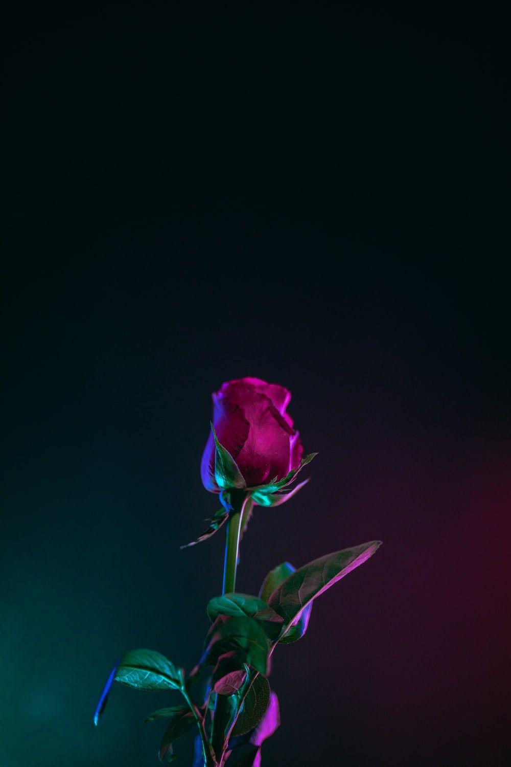 Neon Rose Wallpapers Top Free Neon Rose Backgrounds WallpaperAccess