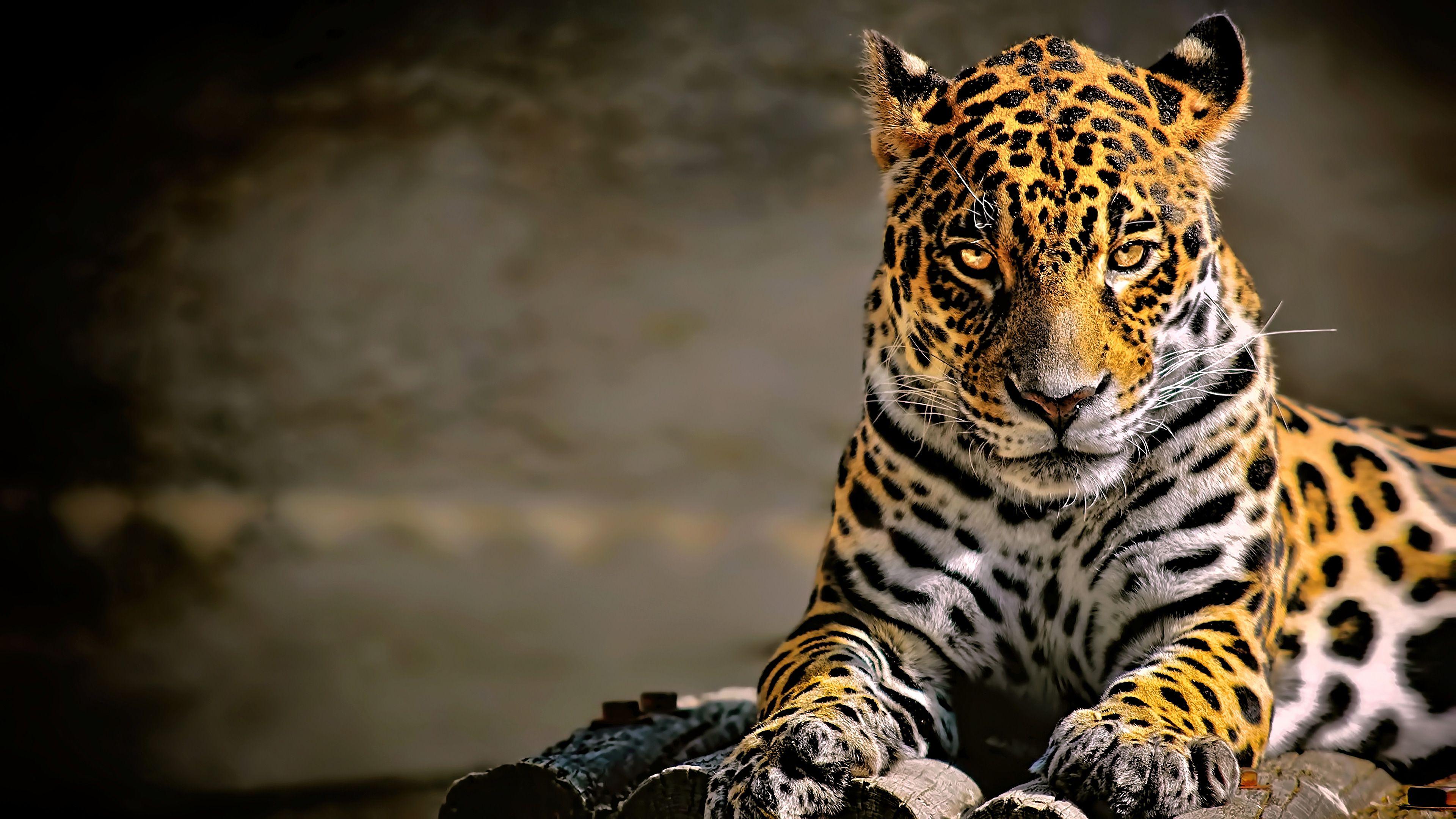 Leopard 4K Wallpapers Top Free Leopard 4K Backgrounds WallpaperAccess