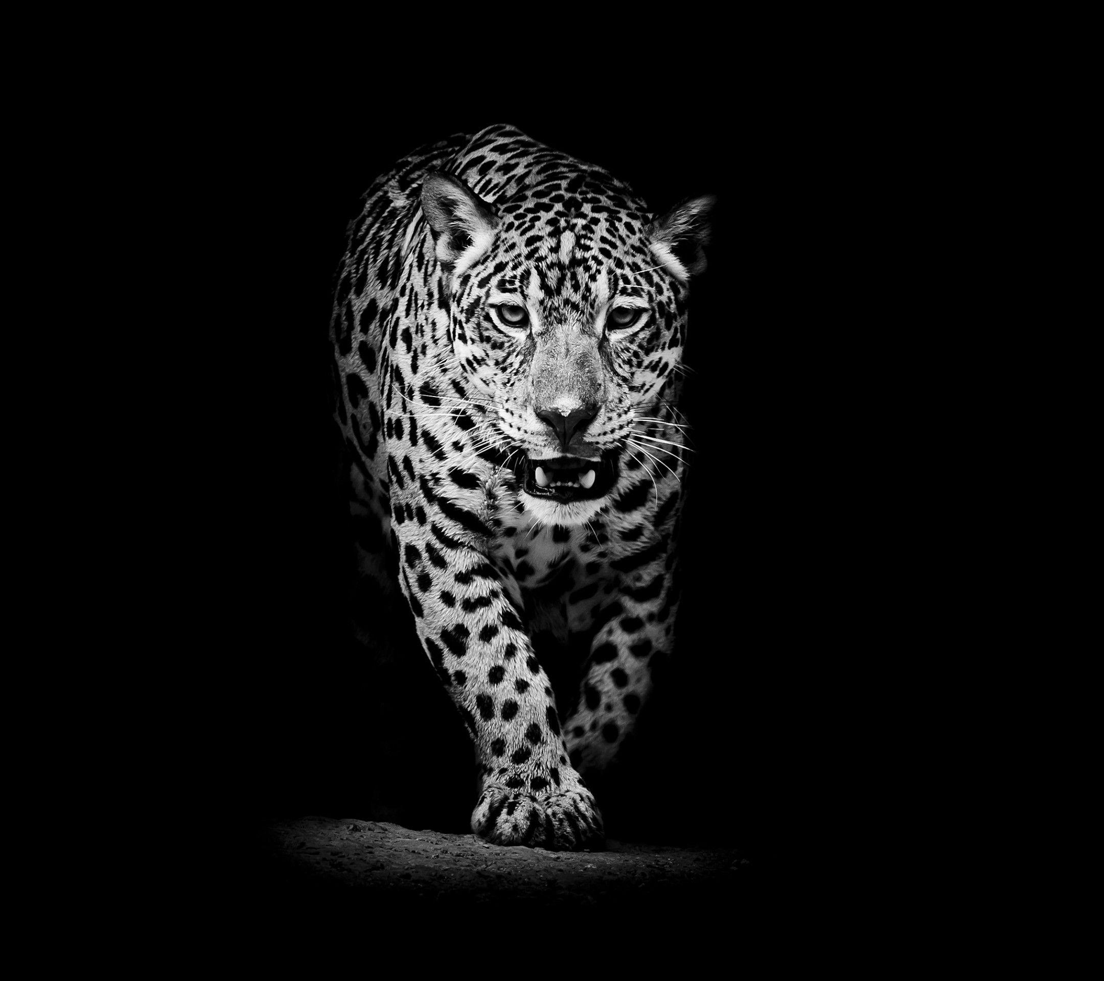 Leopard 4K Wallpapers Top Free Leopard 4K Backgrounds WallpaperAccess