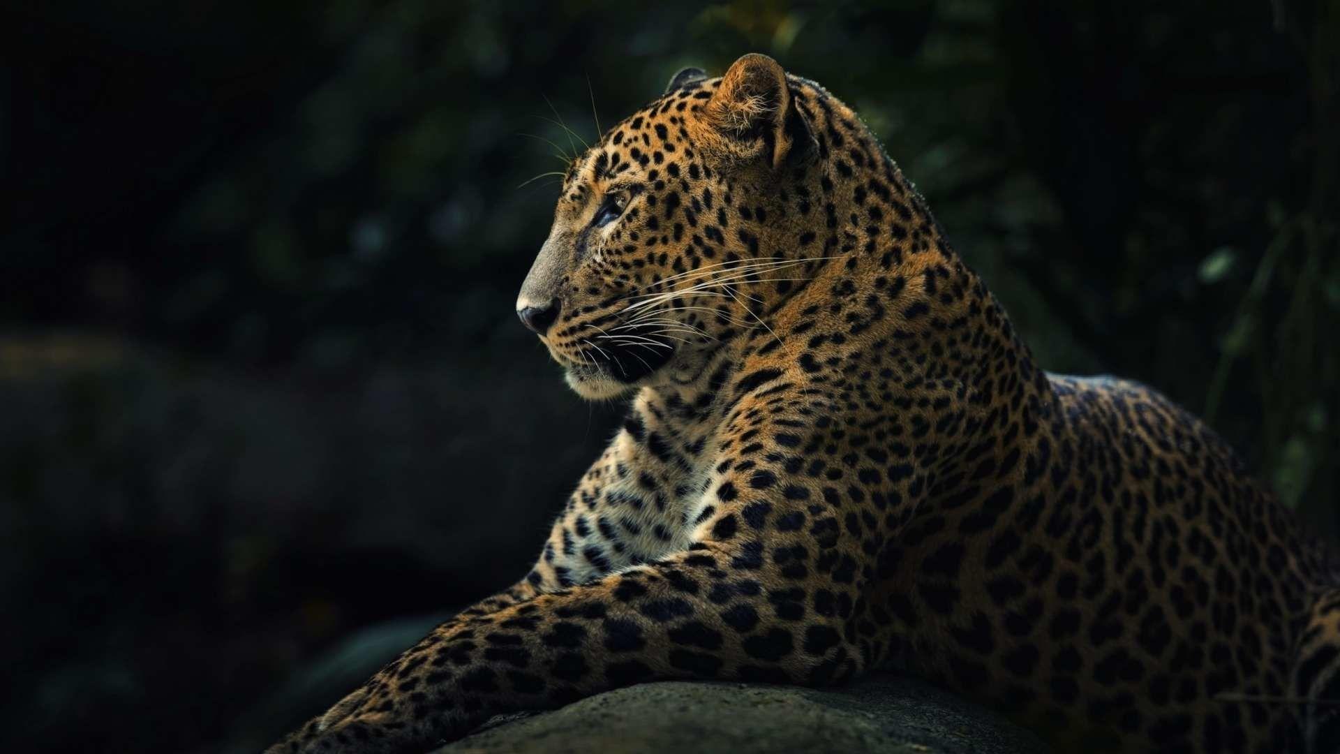 Leopard 4K Wallpapers Top Free Leopard 4K Backgrounds WallpaperAccess