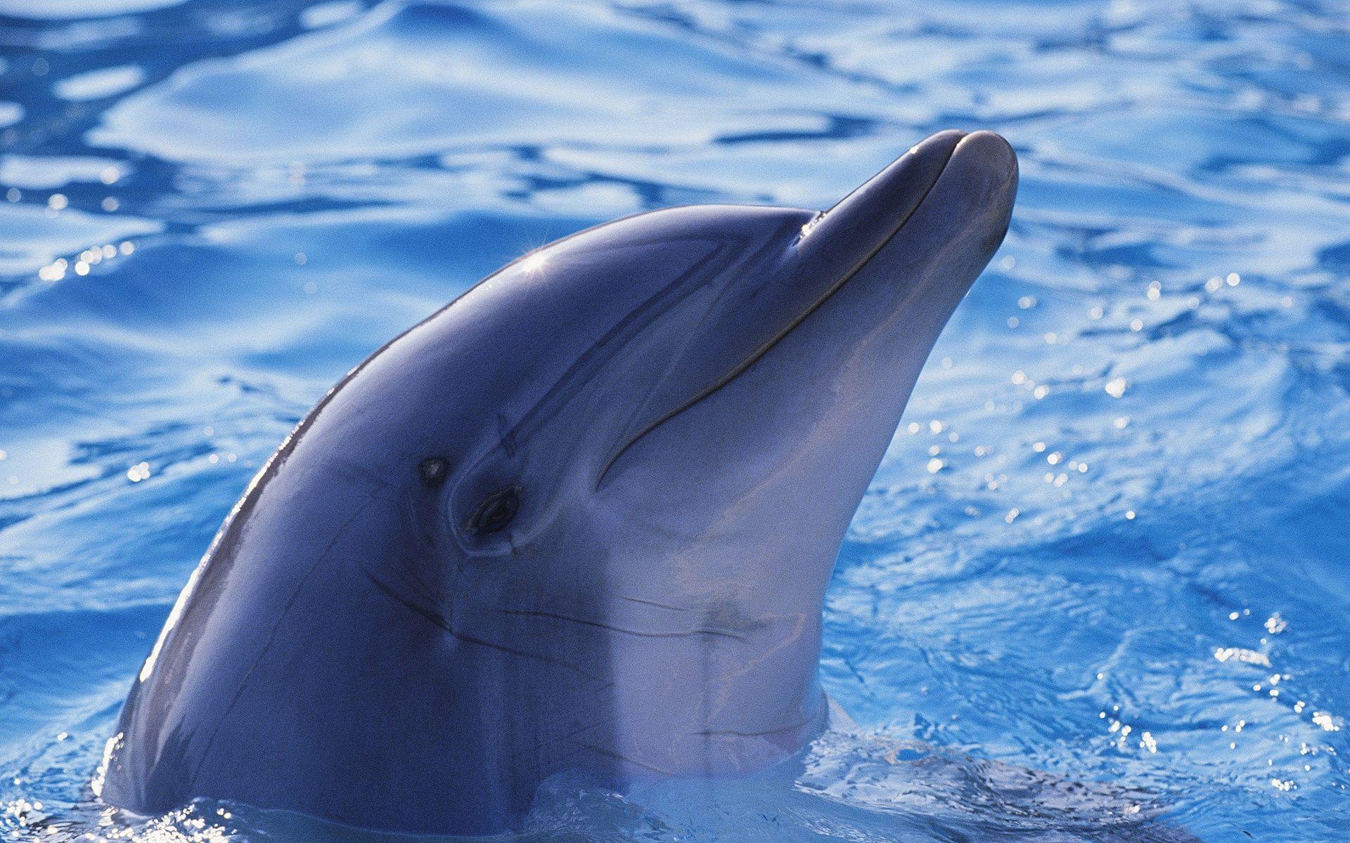 Cute Dolphin Desktop Wallpapers Top Free Cute Dolphin Desktop