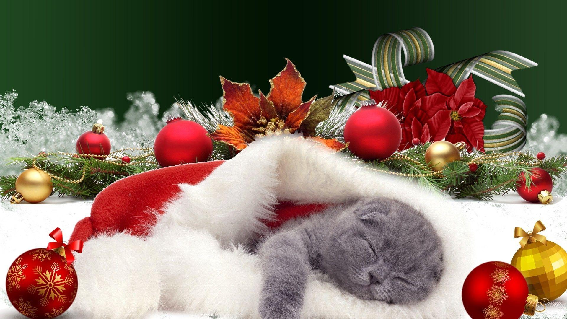 Christmas Pets Wallpapers Top Free Christmas Pets Backgrounds