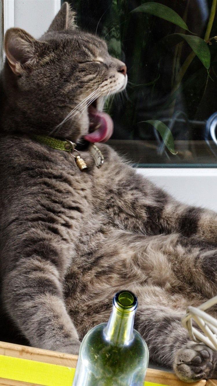 Drunk Animals Wallpapers Top Free Drunk Animals Backgrounds