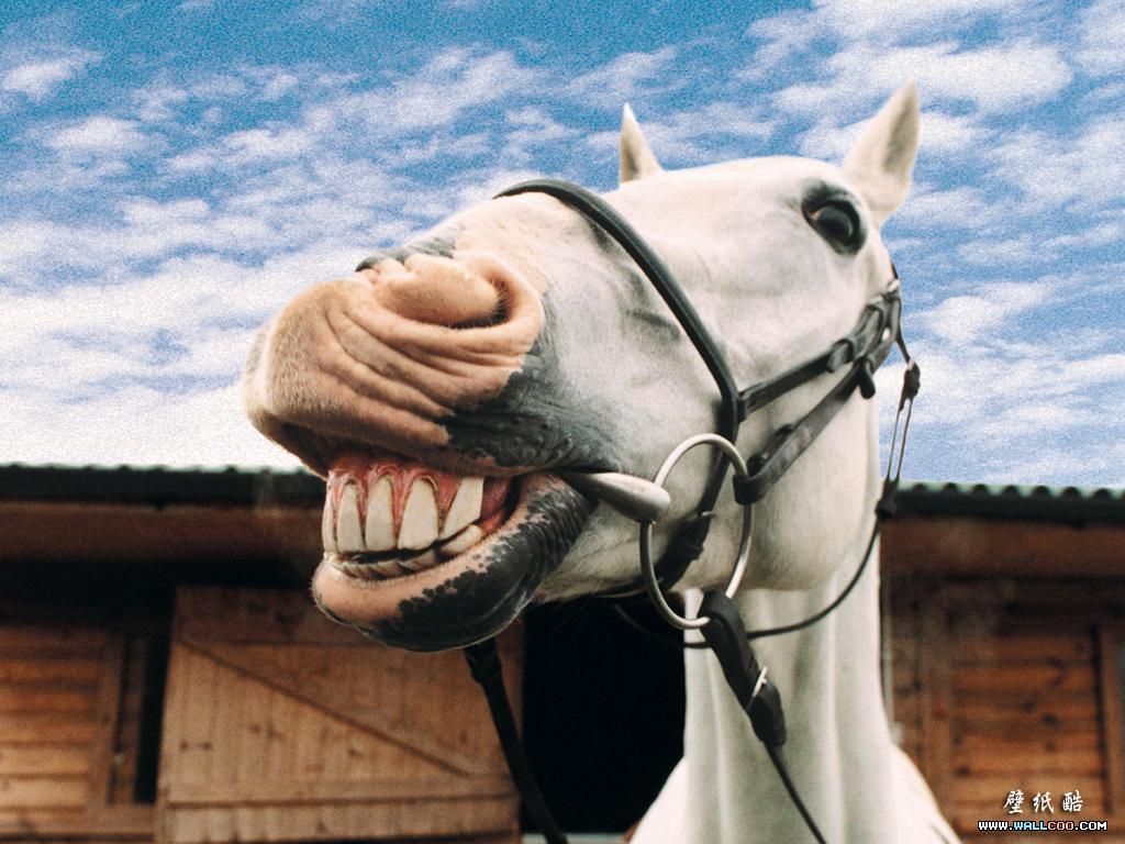 Funny Horse Wallpapers Top Những Hình Ảnh Đẹp
