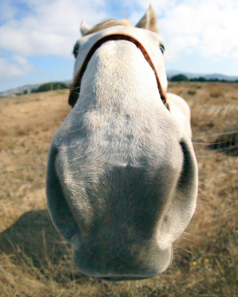 Funny Horse Wallpapers Top Free Funny Horse Backgrounds WallpaperAccess