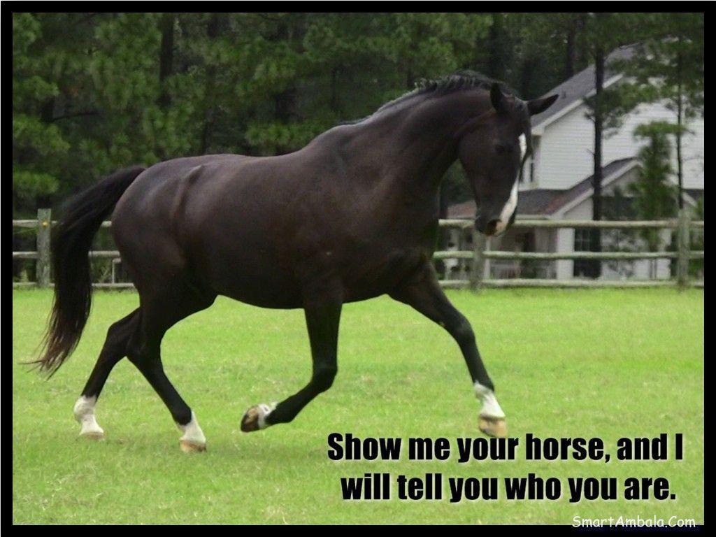Funny Horse Wallpapers Top Free Funny Horse Backgrounds WallpaperAccess