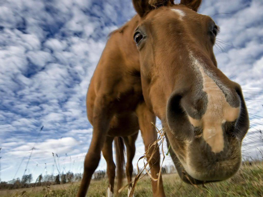 Funny Horse Wallpapers Top Free Funny Horse Backgrounds WallpaperAccess