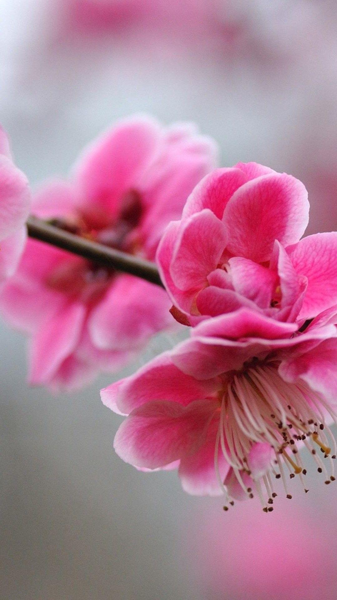 Girly Flower Wallpapers Top Free Girly Flower Backgrounds