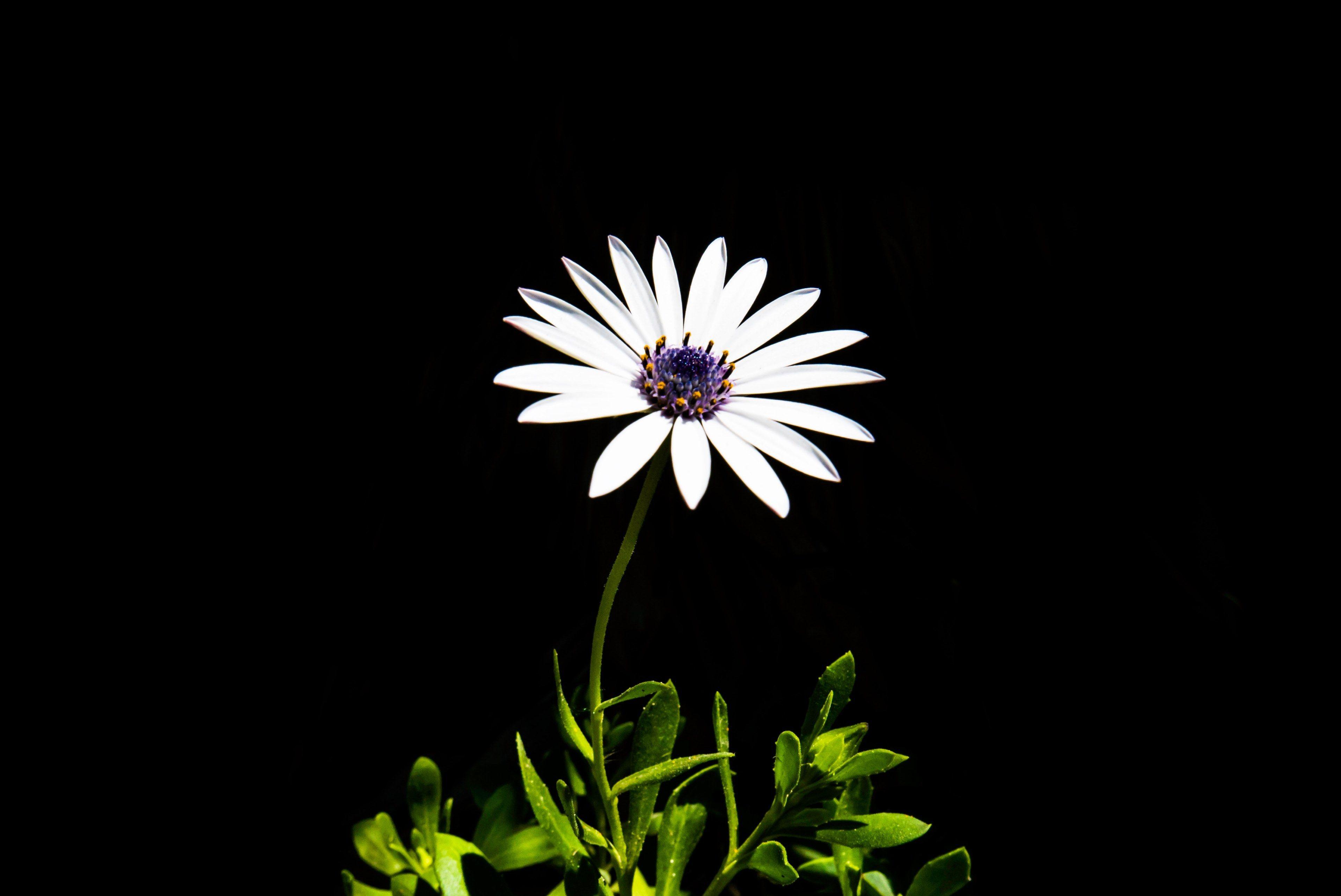 Black and White Daisy Wallpapers Top Free Black and White Daisy