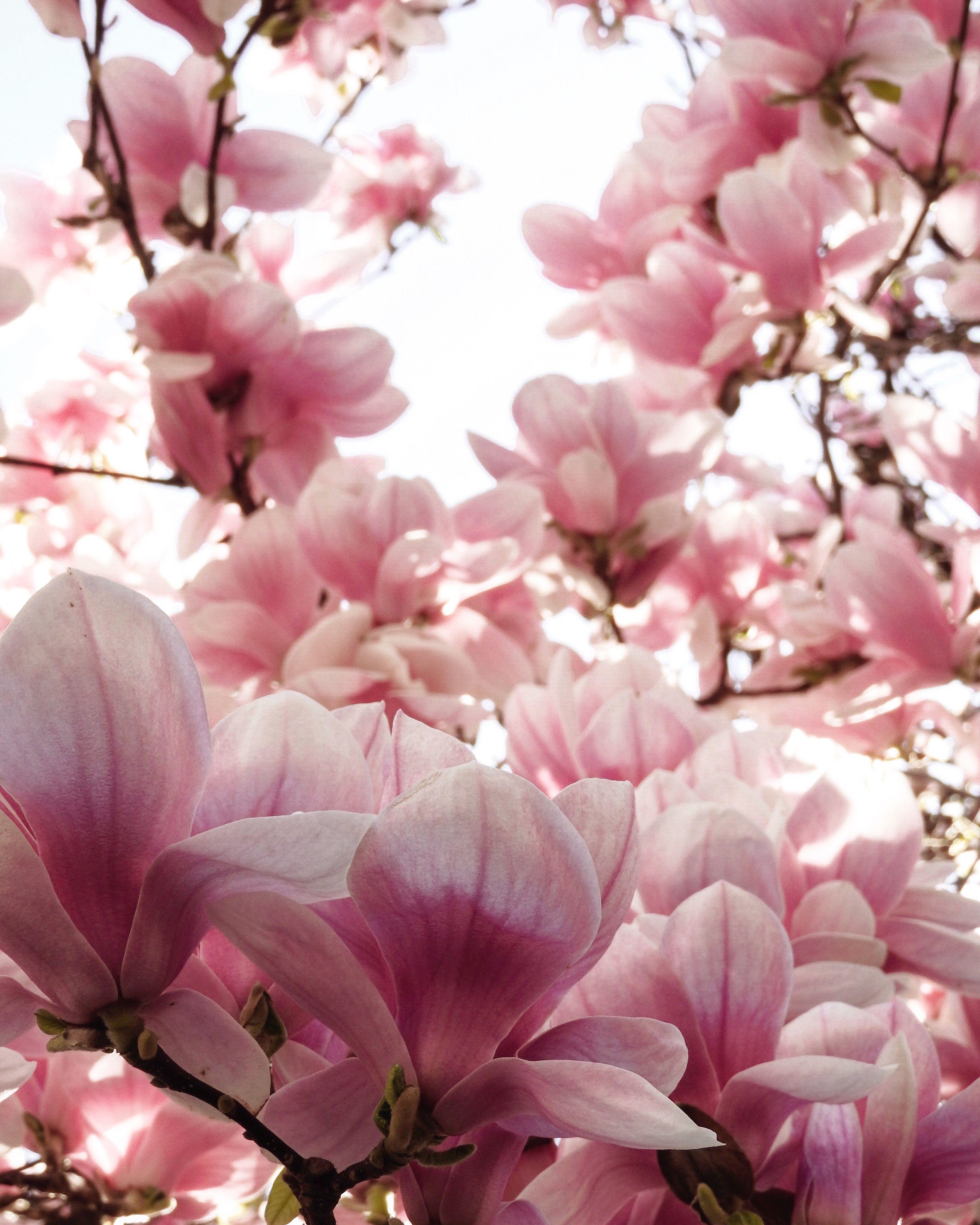 Magnolia Tree Wallpapers Top Free Magnolia Tree Backgrounds