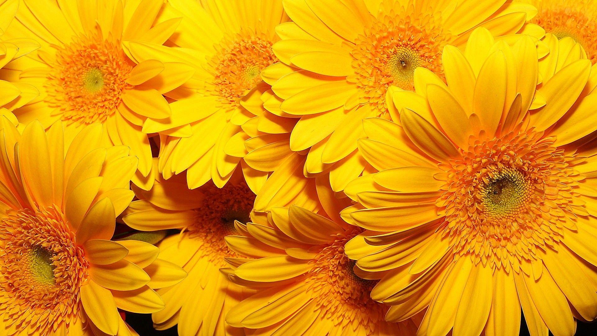 Cute Yellow Flower Wallpapers Top Free Cute Yellow Flower Backgrounds