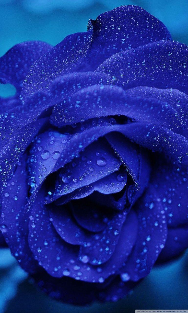 Blue Flowers Phone Wallpapers Top Free Blue Flowers Phone Backgrounds