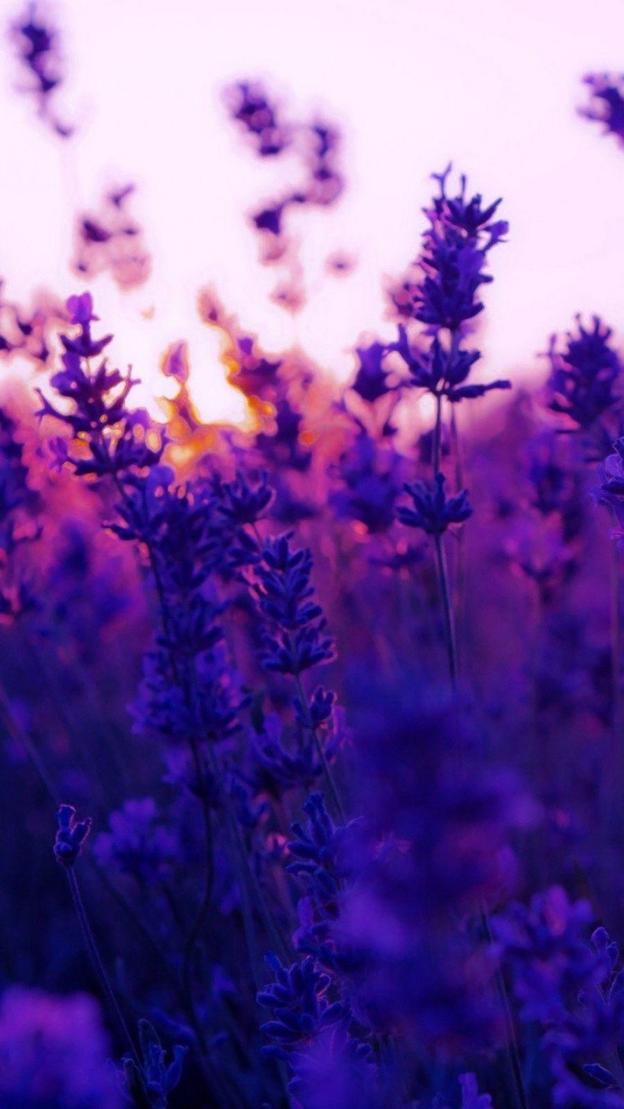Lavender Purple Wallpapers Top Free Lavender Purple Backgrounds