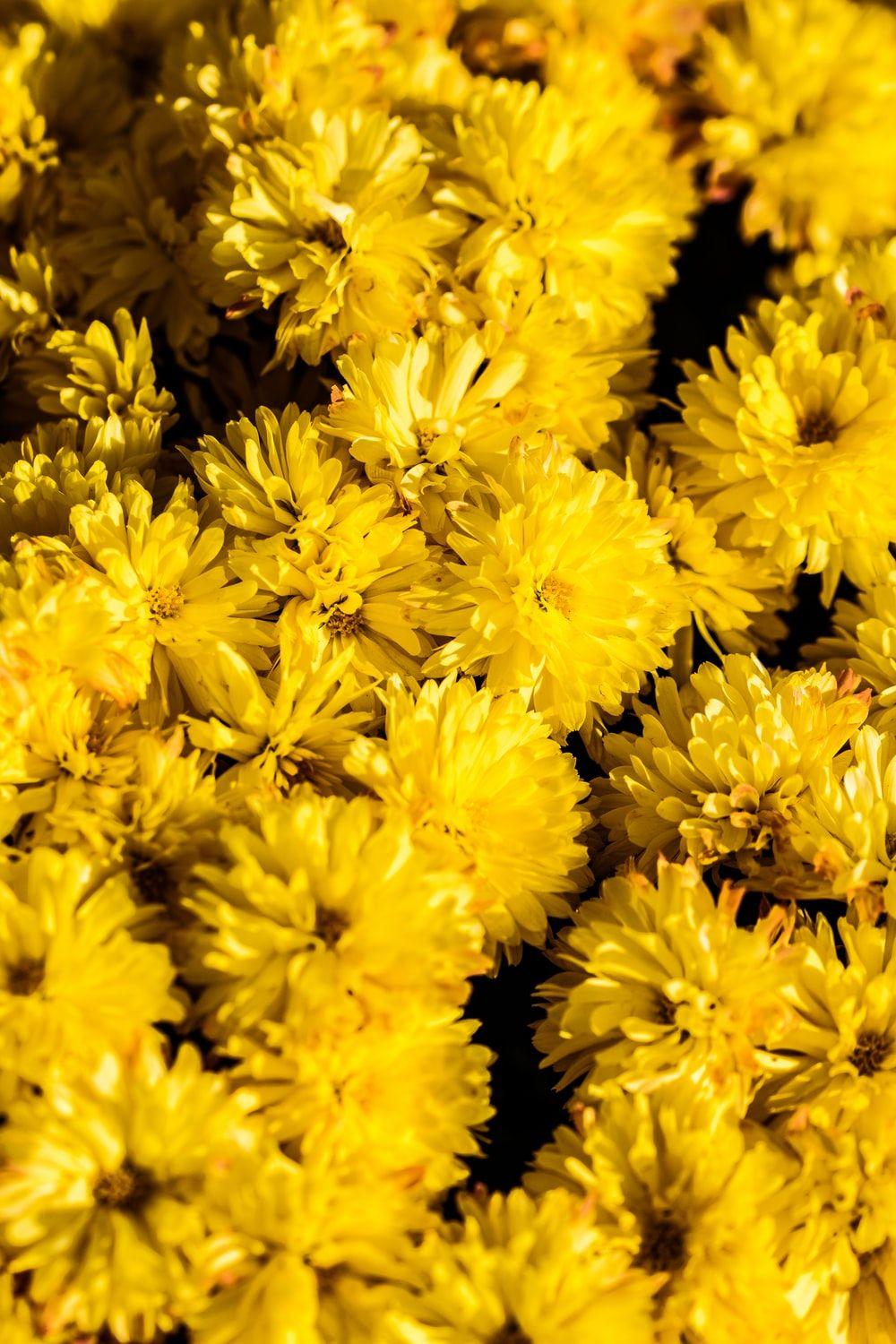 Yellow Flower Phone Wallpapers Top Free Yellow Flower Phone