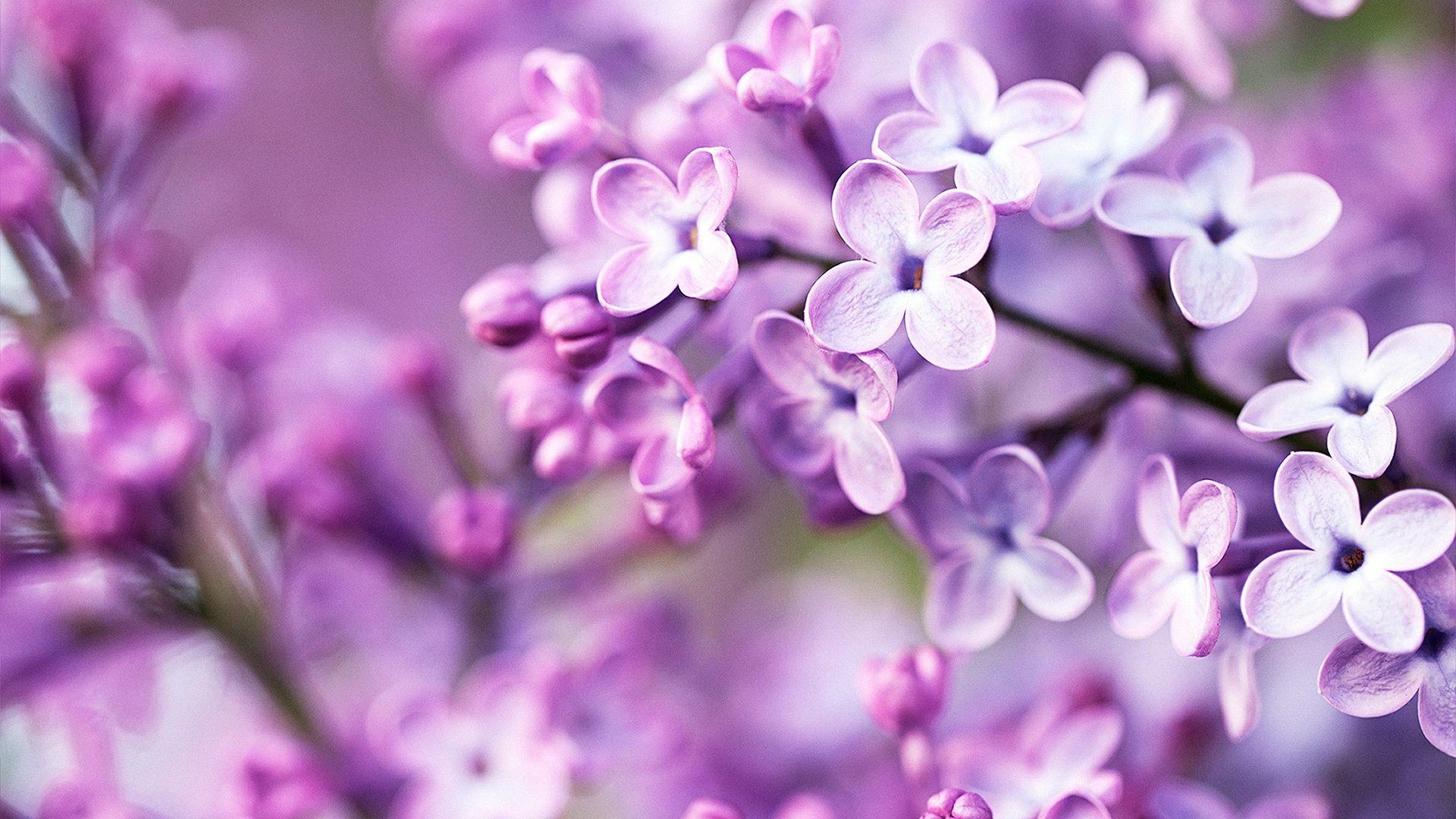 Tumblr Spring Desktop Wallpapers Top Free Tumblr Spring Desktop