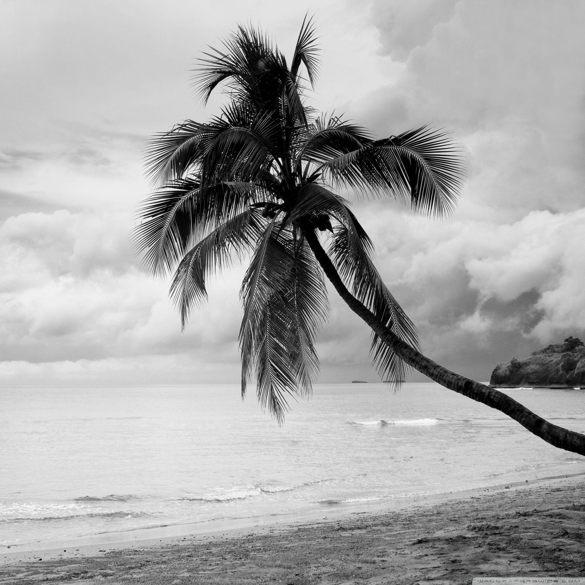 Coconut Tree Wallpapers Top Free Coconut Tree Backgrounds