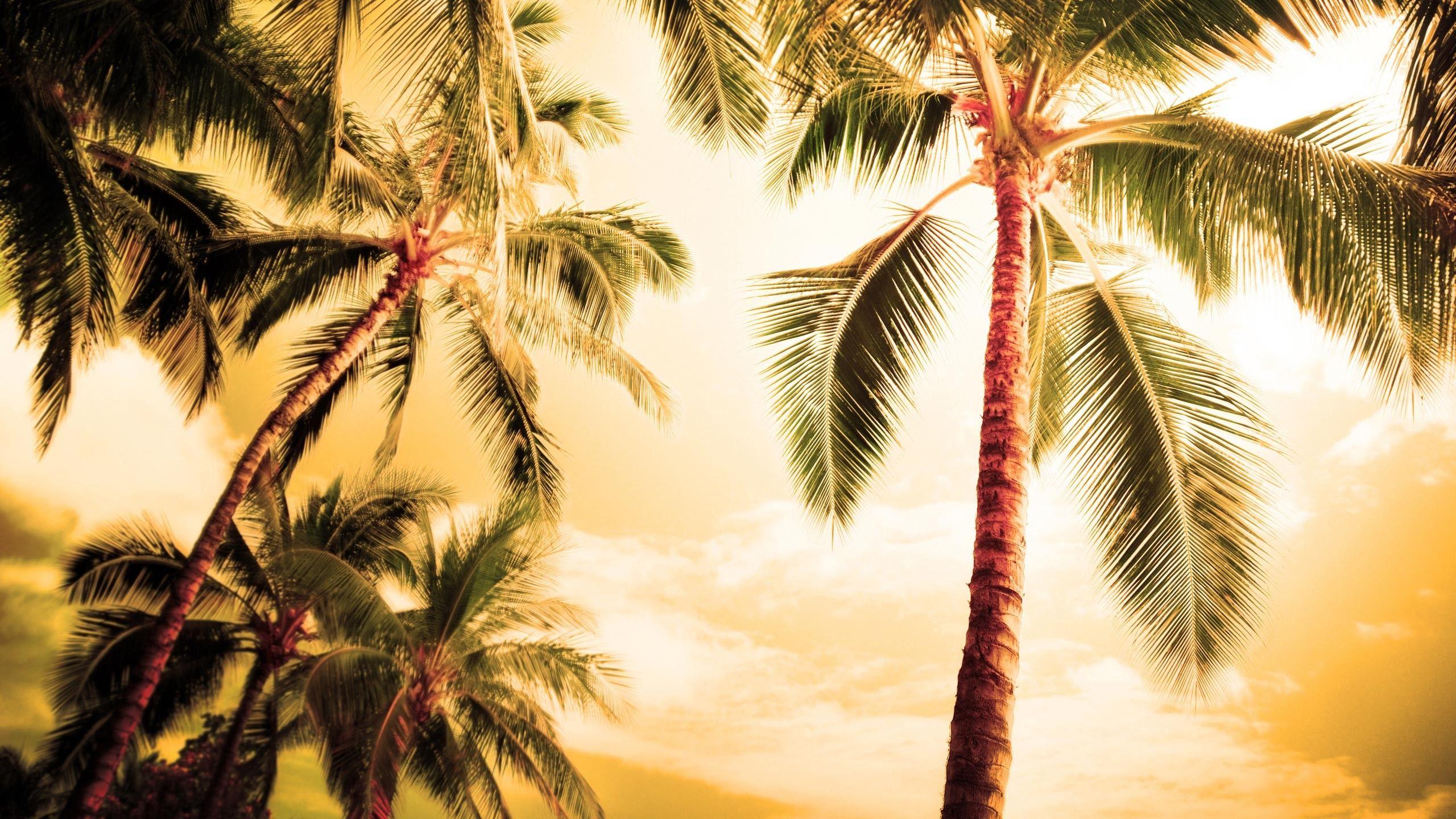Coconut Tree Wallpapers Top Free Coconut Tree Backgrounds