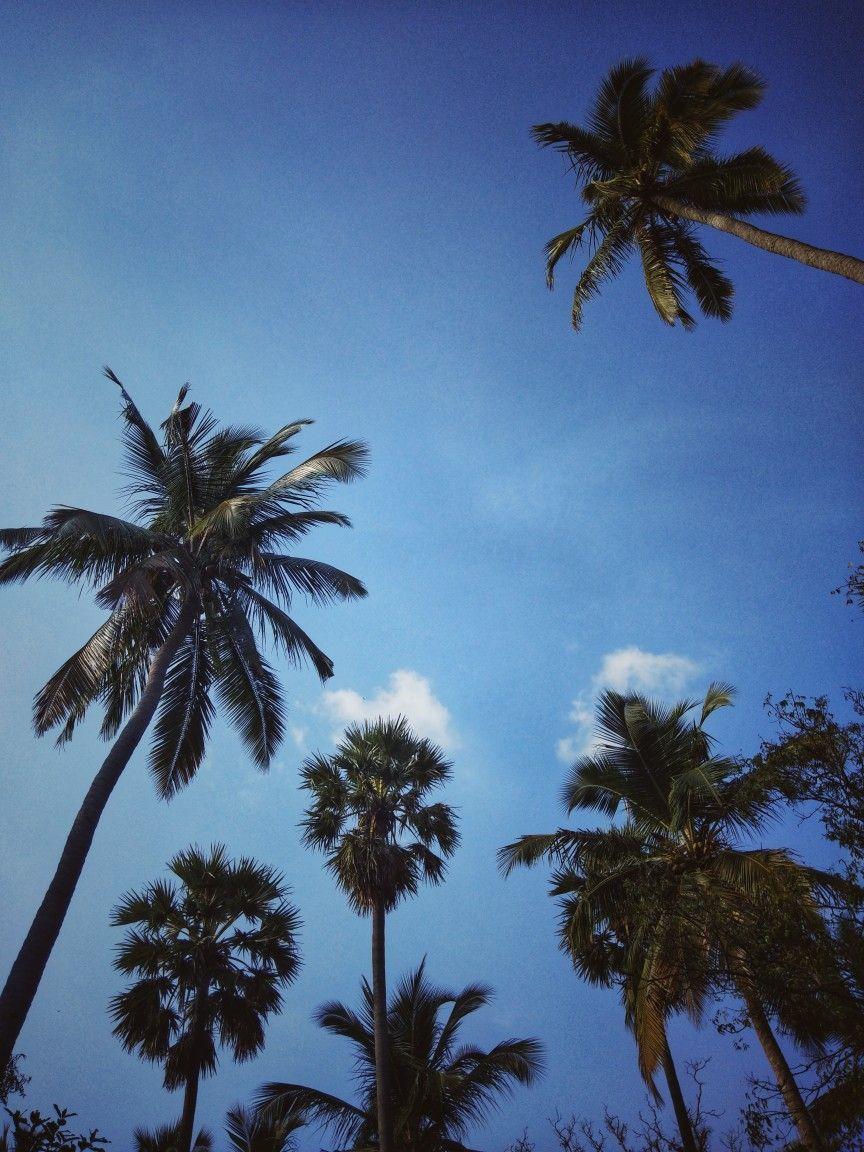 Coconut Tree Wallpapers Top Free Coconut Tree Backgrounds