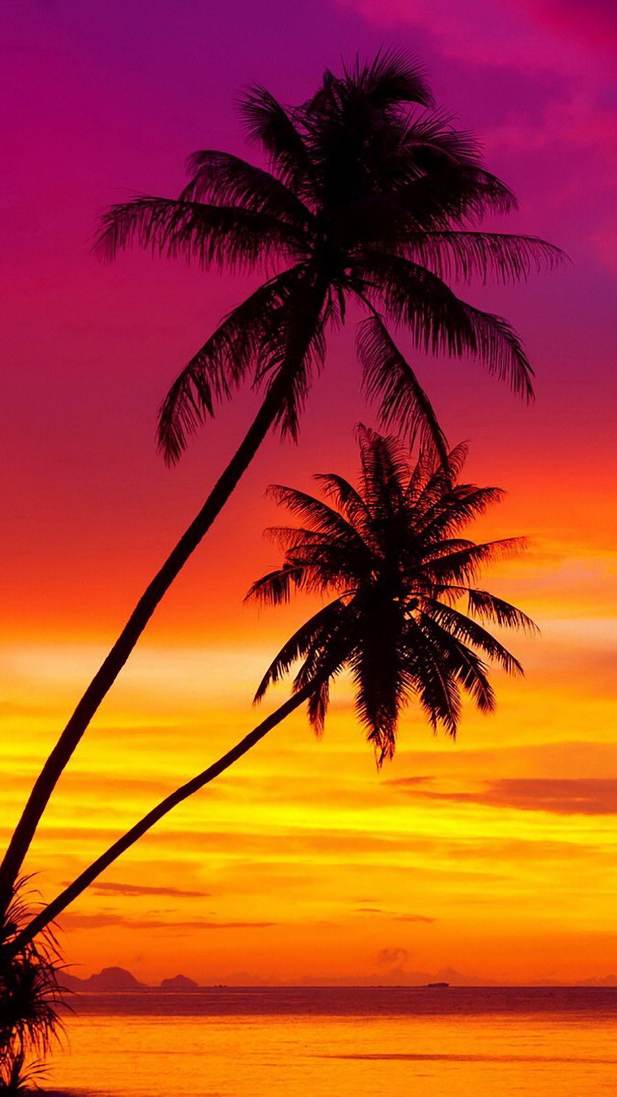 Coconut Tree Wallpapers Top Free Coconut Tree Backgrounds