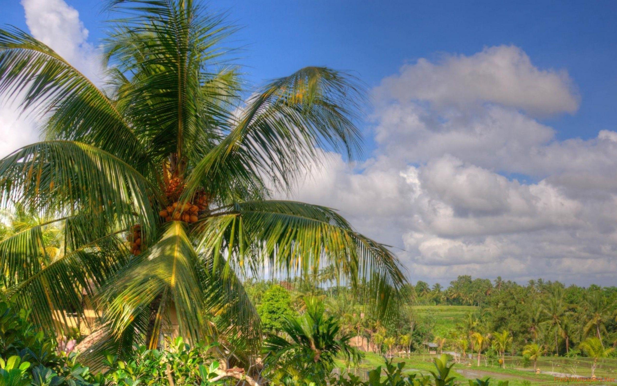 Coconut Tree Wallpapers Top Free Coconut Tree Backgrounds