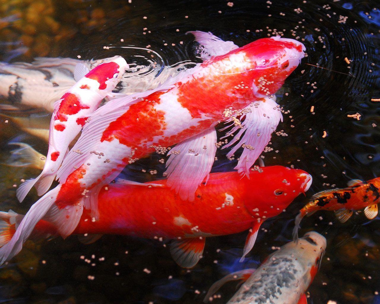 Live Koi Fish Wallpapers Top Free Live Koi Fish Backgrounds