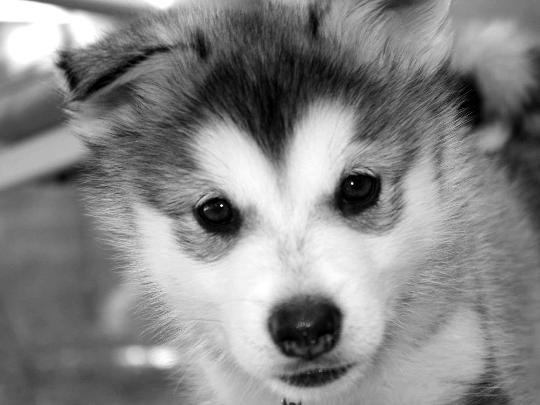 Baby Husky Wallpapers Top Free Baby Husky Backgrounds WallpaperAccess