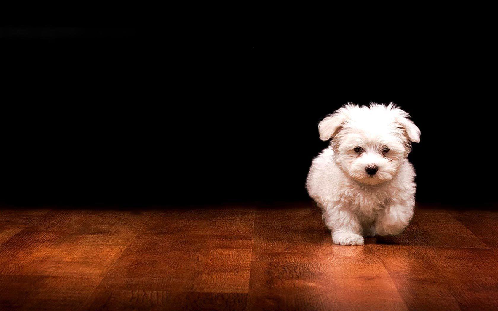 Cute Puppy Desktop Wallpapers Top Free Cute Puppy Desktop Backgrounds