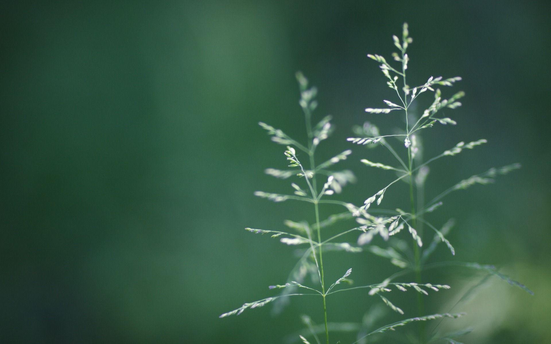 Simple Nature Wallpaper 4K Design Daritinha