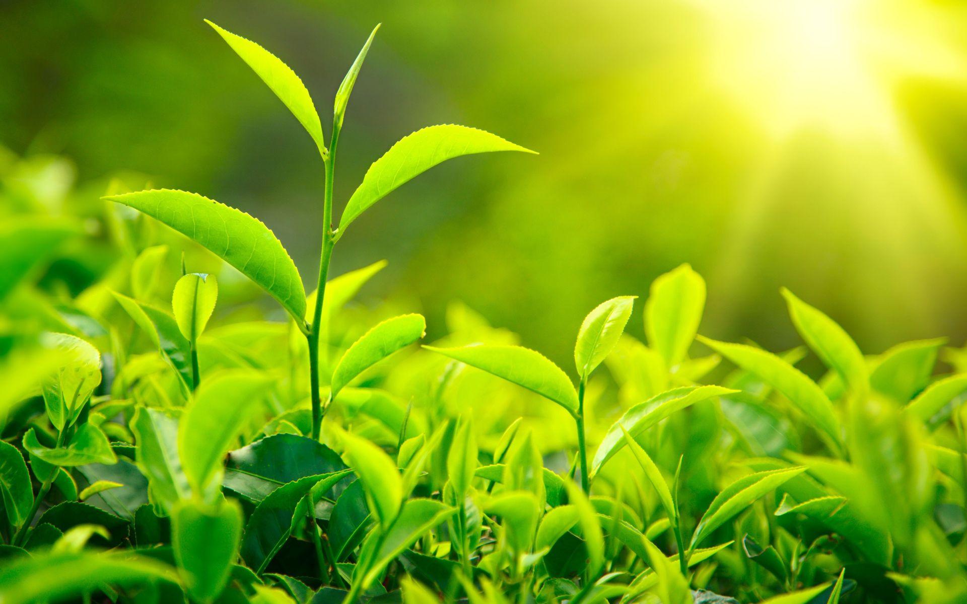 Green Plants Wallpapers Top Free Green Plants Backgrounds WallpaperAccess