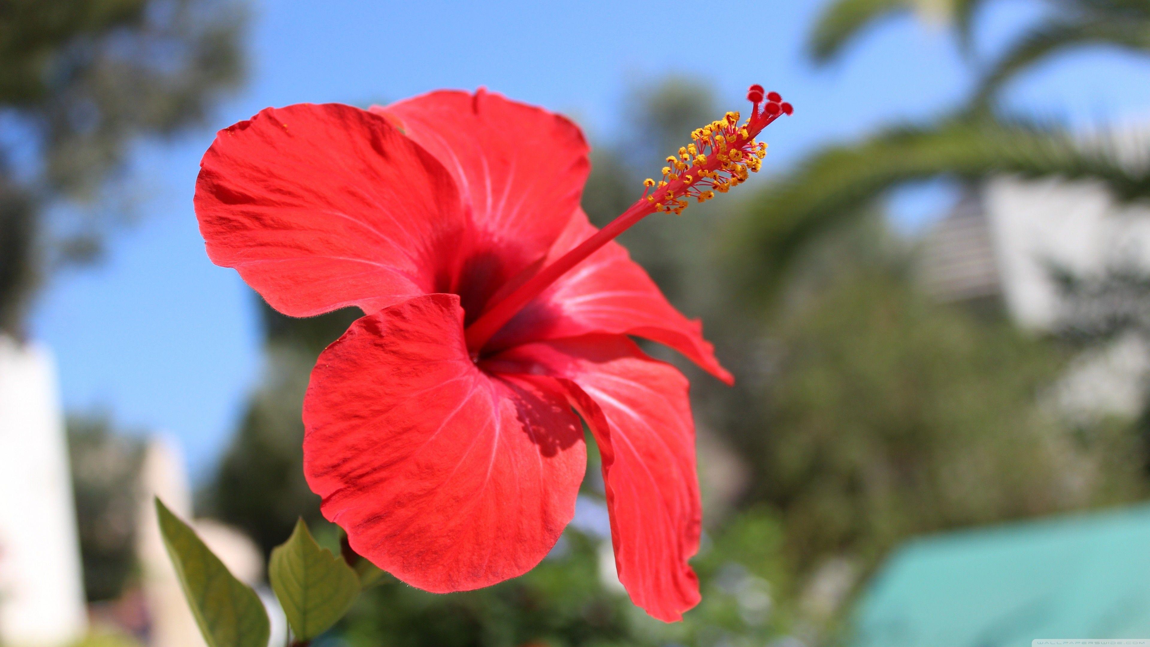 Hibiscus Wallpapers Top Free Hibiscus Backgrounds WallpaperAccess