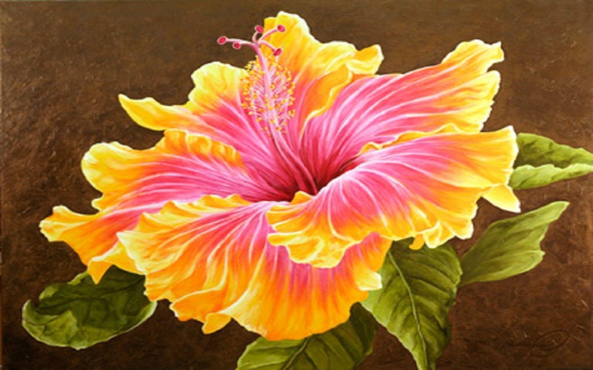 Hibiscus Wallpapers Top Free Hibiscus Backgrounds WallpaperAccess