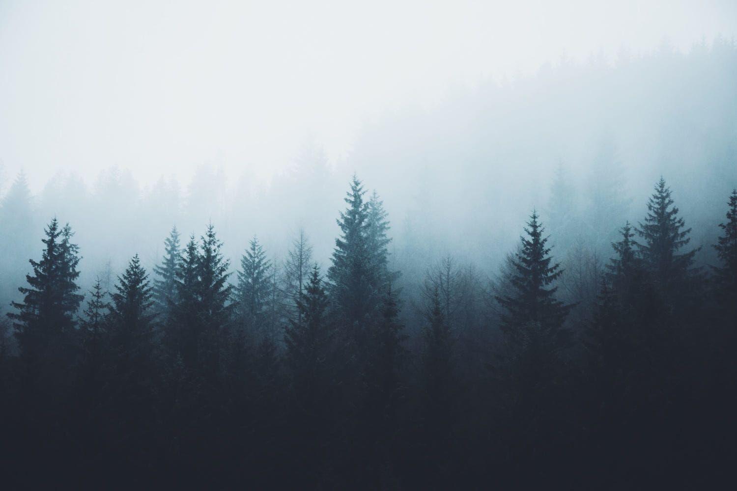 Pine Tree Wallpapers Top Free Pine Tree Backgrounds WallpaperAccess