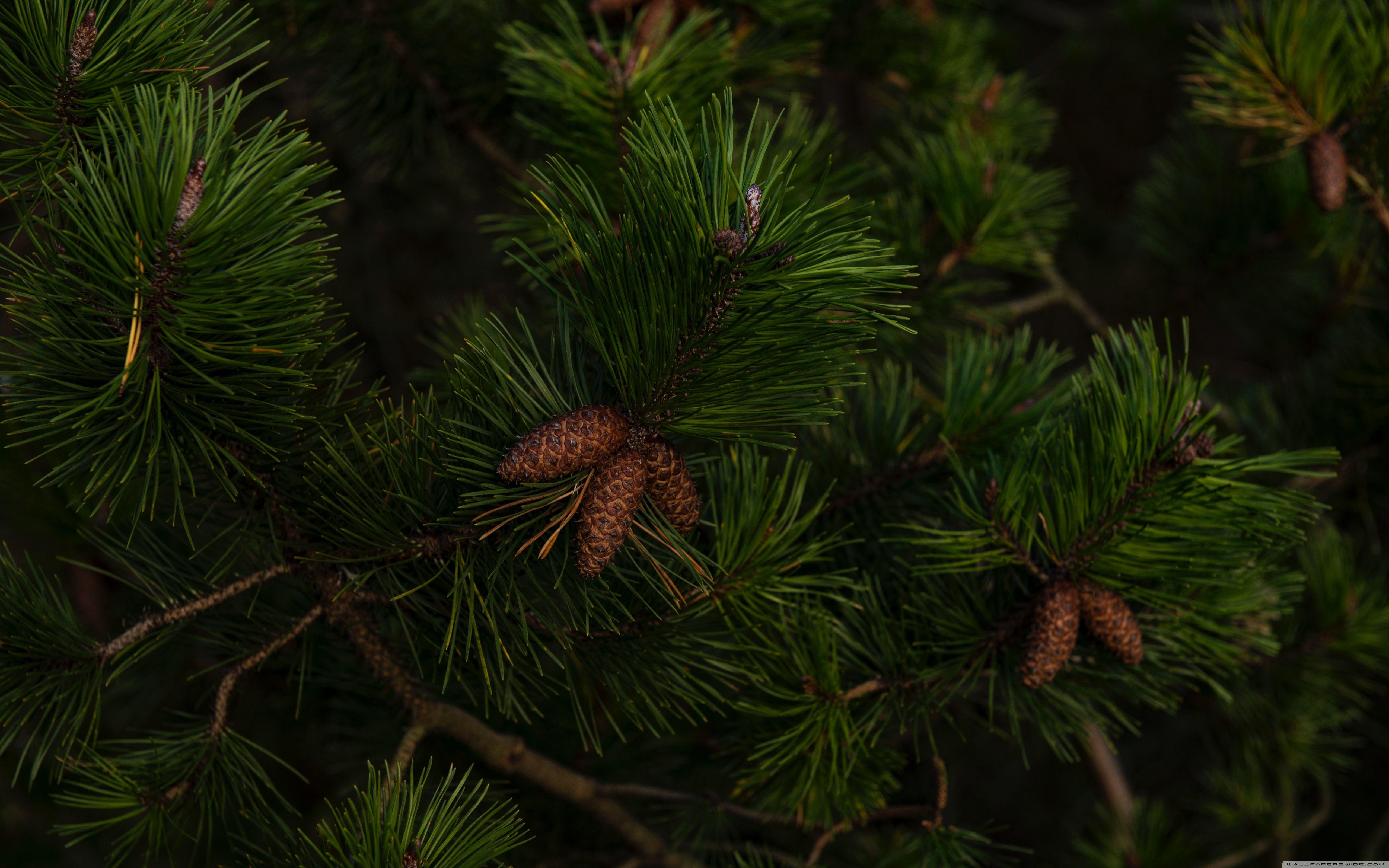 Pine Tree Wallpapers Top Free Pine Tree Backgrounds WallpaperAccess