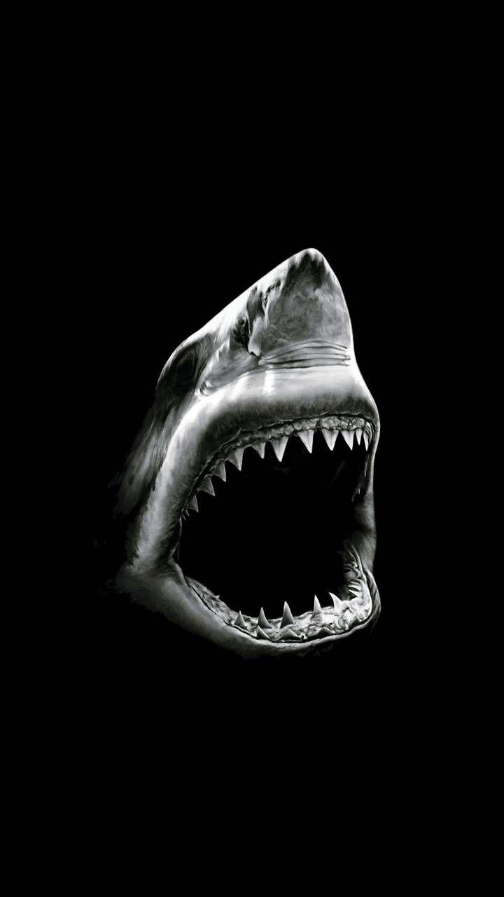 Black Shark Wallpapers Top Free Black Shark Backgrounds WallpaperAccess