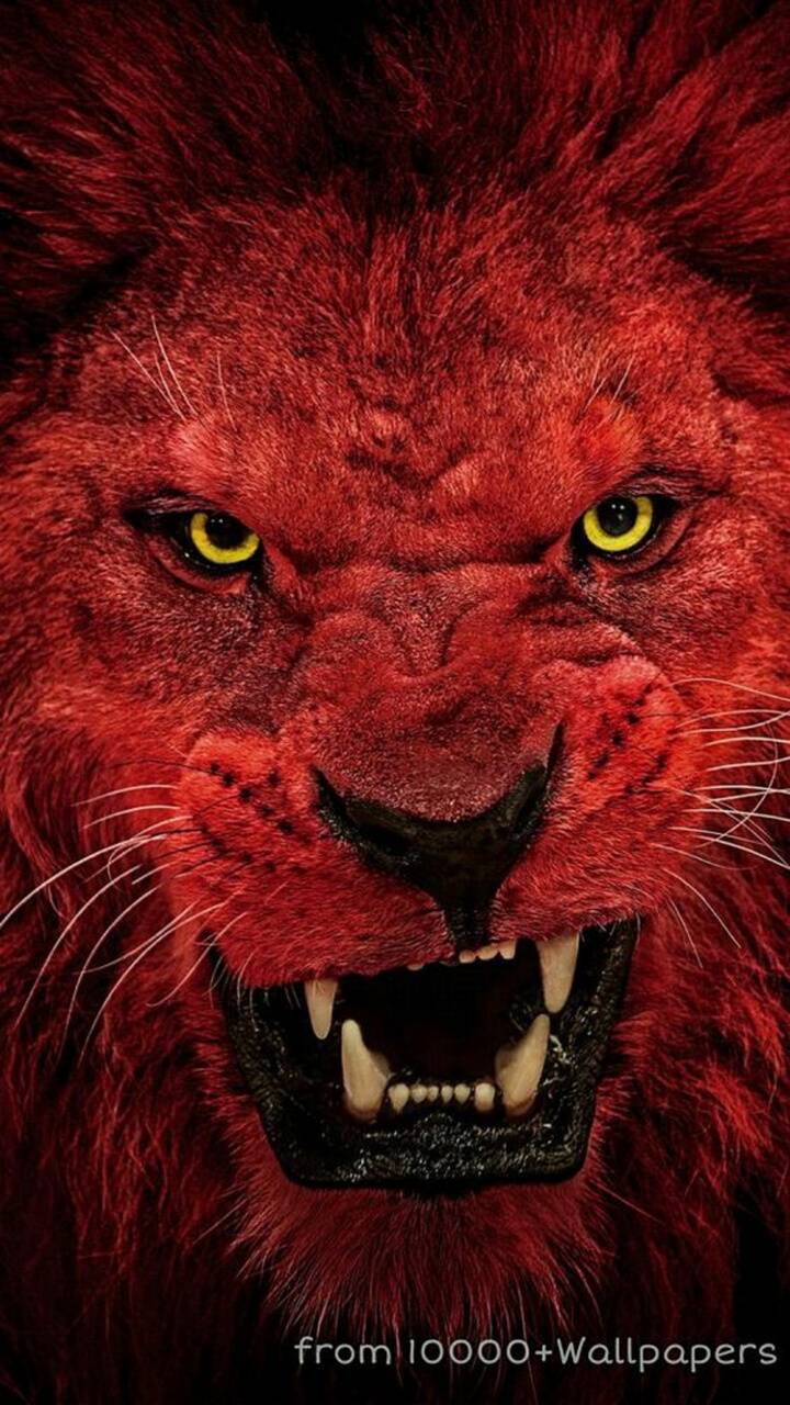 Red Lion Wallpapers Top Free Red Lion Backgrounds WallpaperAccess