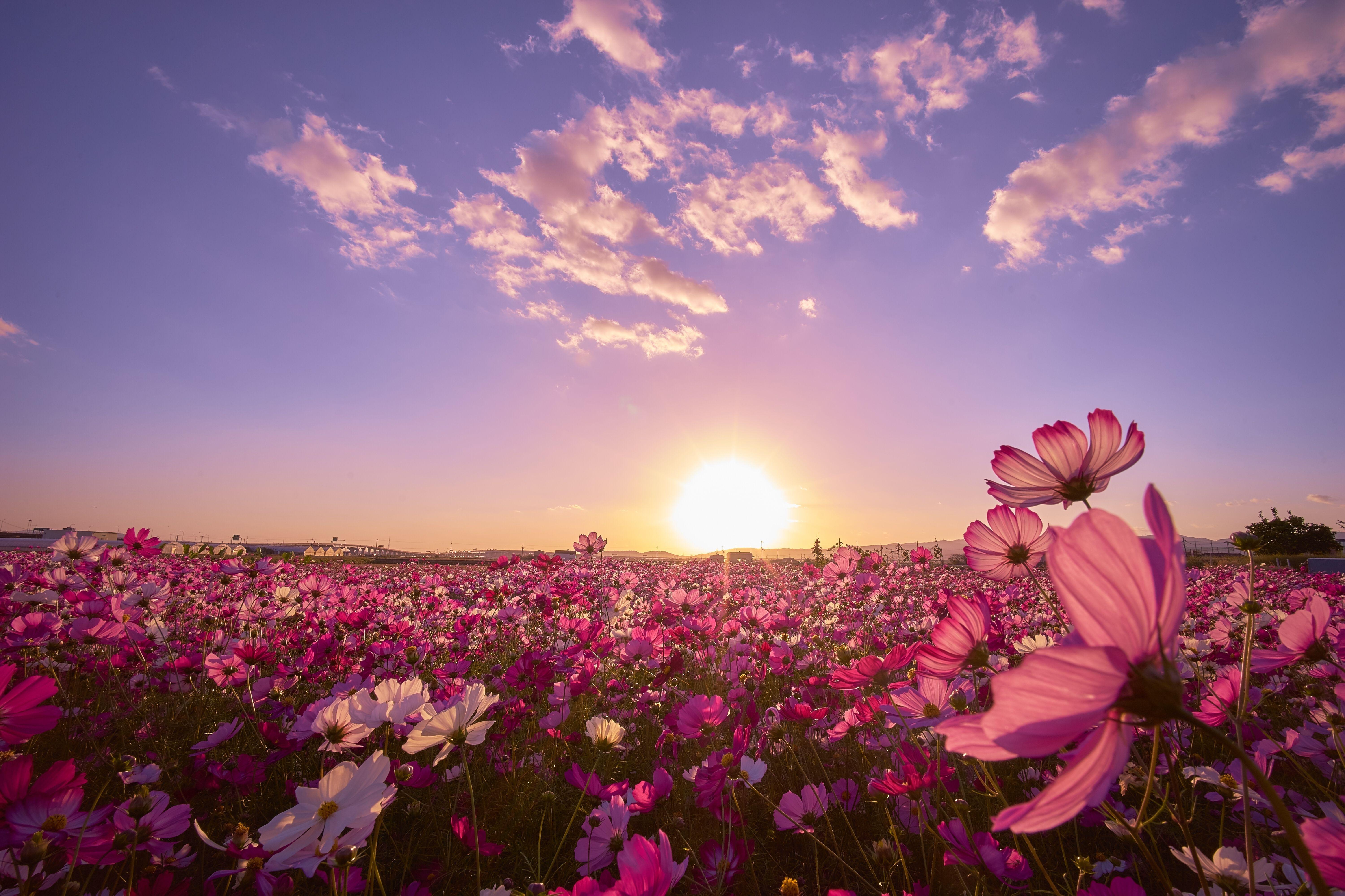 Cosmos Flower Wallpapers Top Free Cosmos Flower Backgrounds