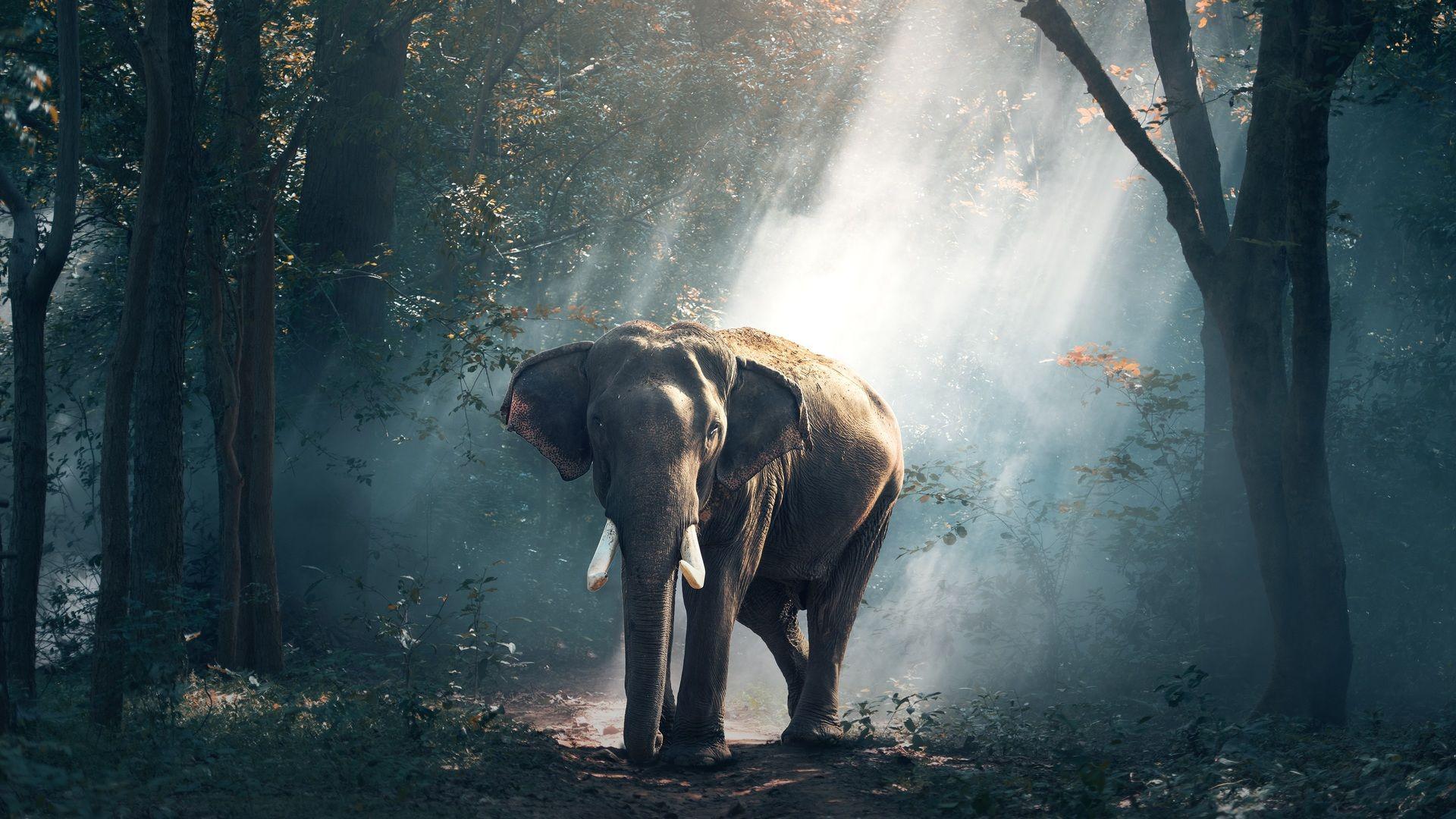 Elephant Laptop HD Wallpapers Top Free Elephant Laptop HD Backgrounds