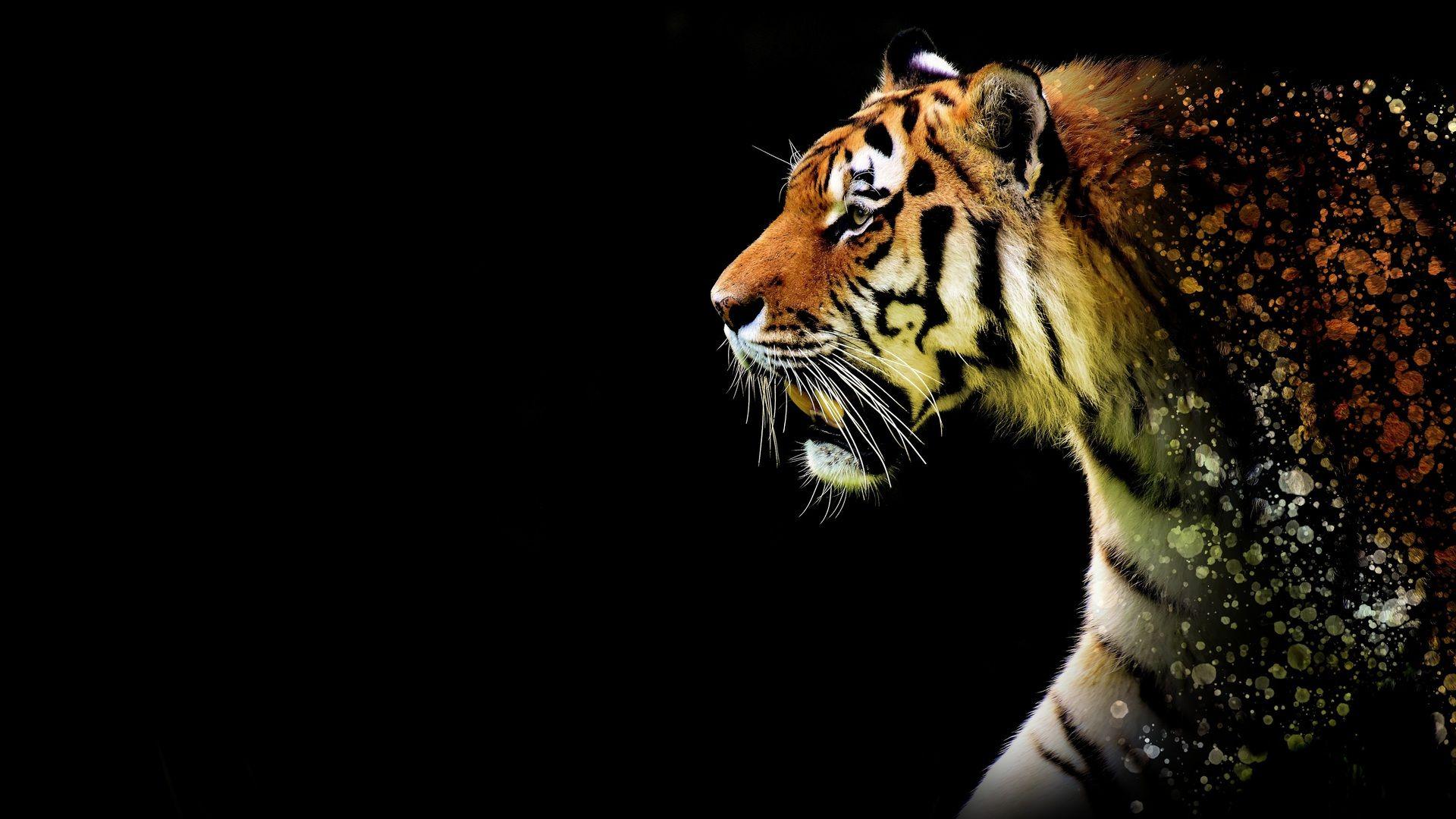 Tiger Laptop Wallpapers Top Free Tiger Laptop Backgrounds