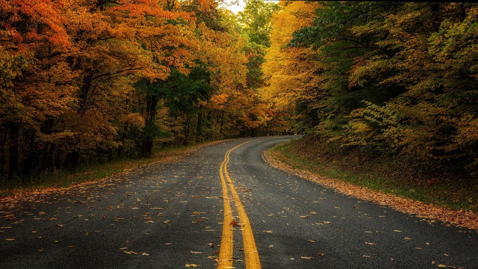 Forest Road Wallpapers Top Free Forest Road Backgrounds WallpaperAccess