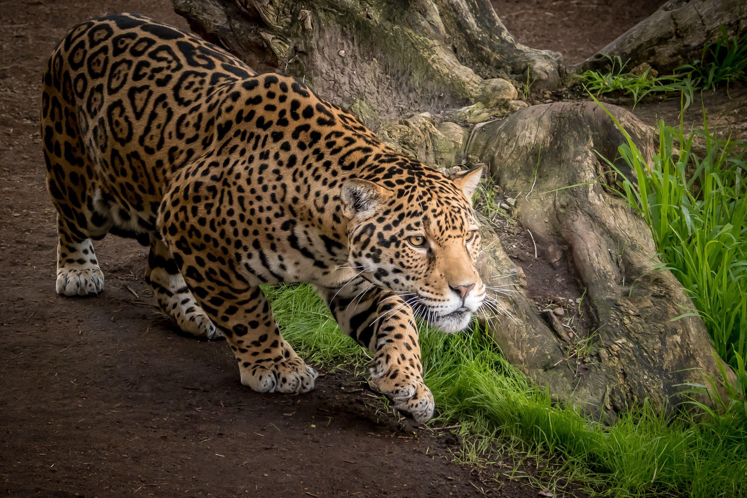 Jaguar Animal Wallpapers Top Free Jaguar Animal Backgrounds