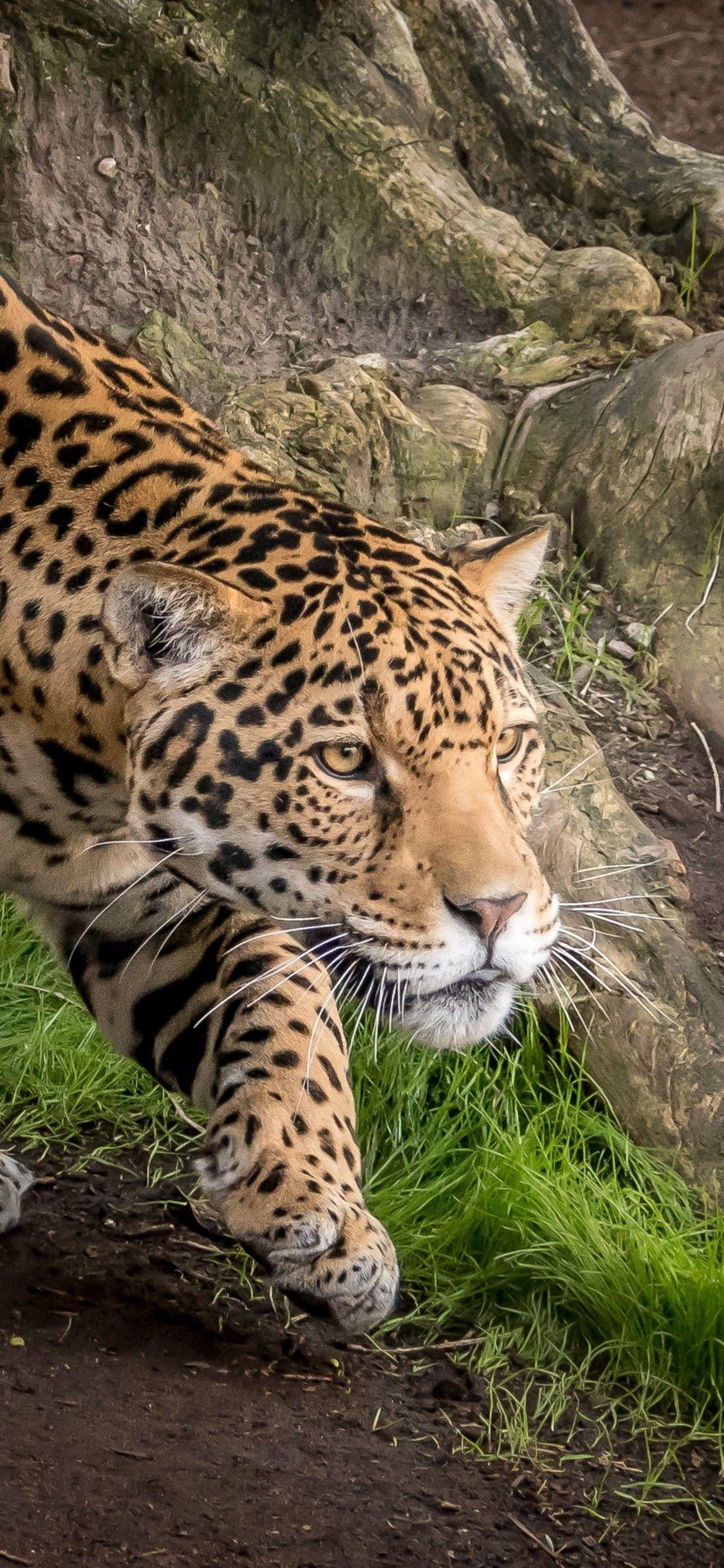 Jaguar Animal Wallpapers Top Free Jaguar Animal Backgrounds