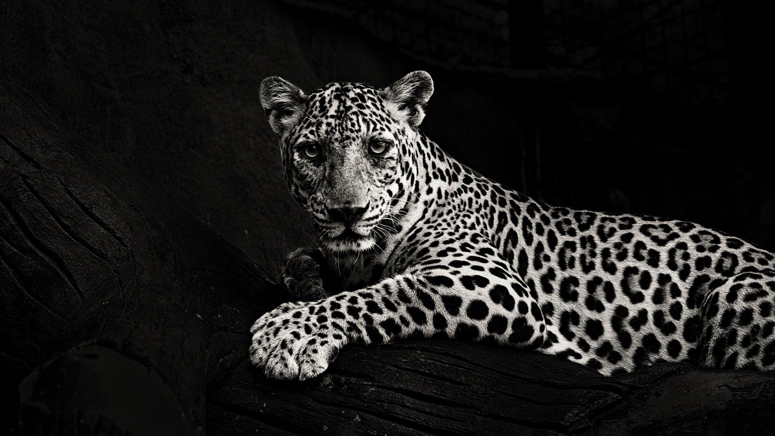 White Jaguar Wallpapers Top Free White Jaguar Backgrounds