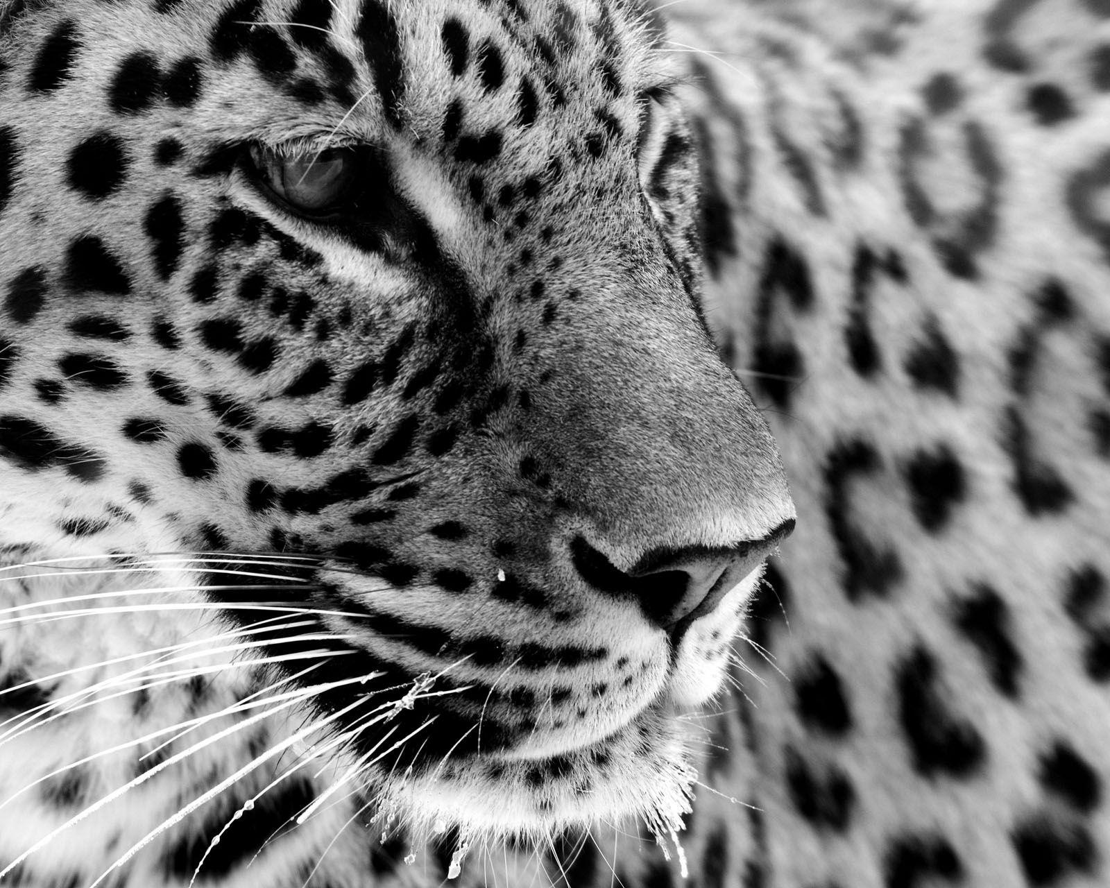 White Jaguar Wallpapers Top Free White Jaguar Backgrounds