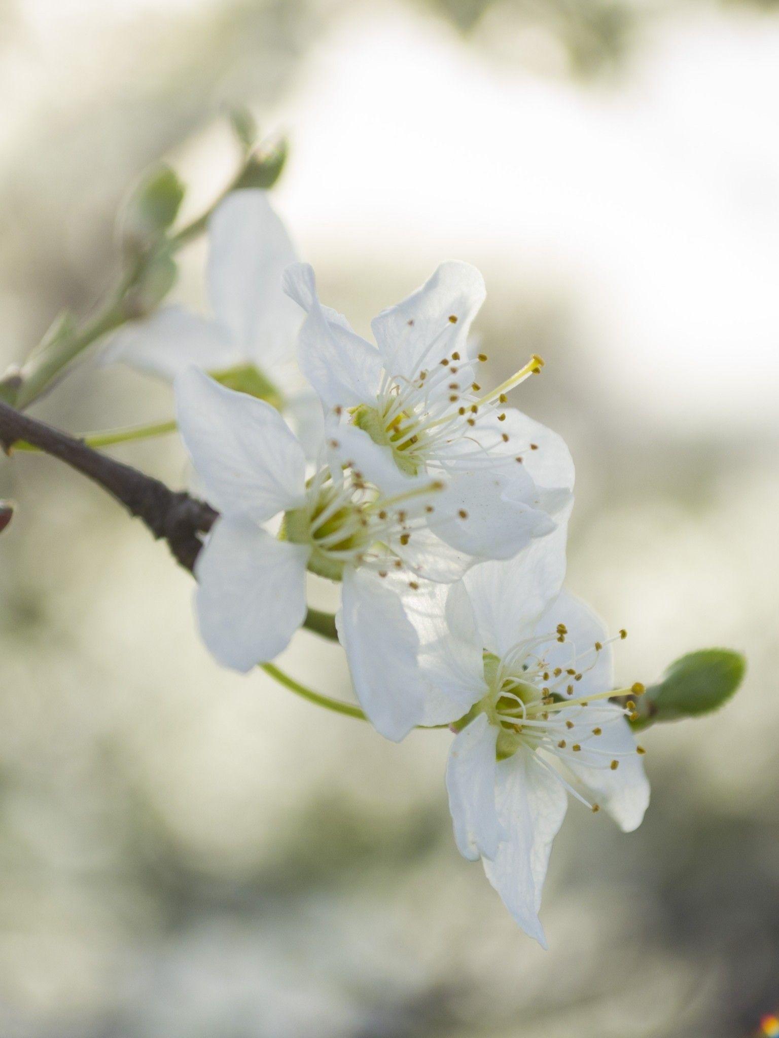 White Flower Wallpapers Top Free White Flower Backgrounds