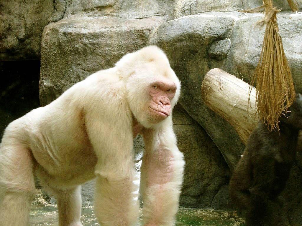 White Gorilla Wallpapers Top Free White Gorilla Backgrounds