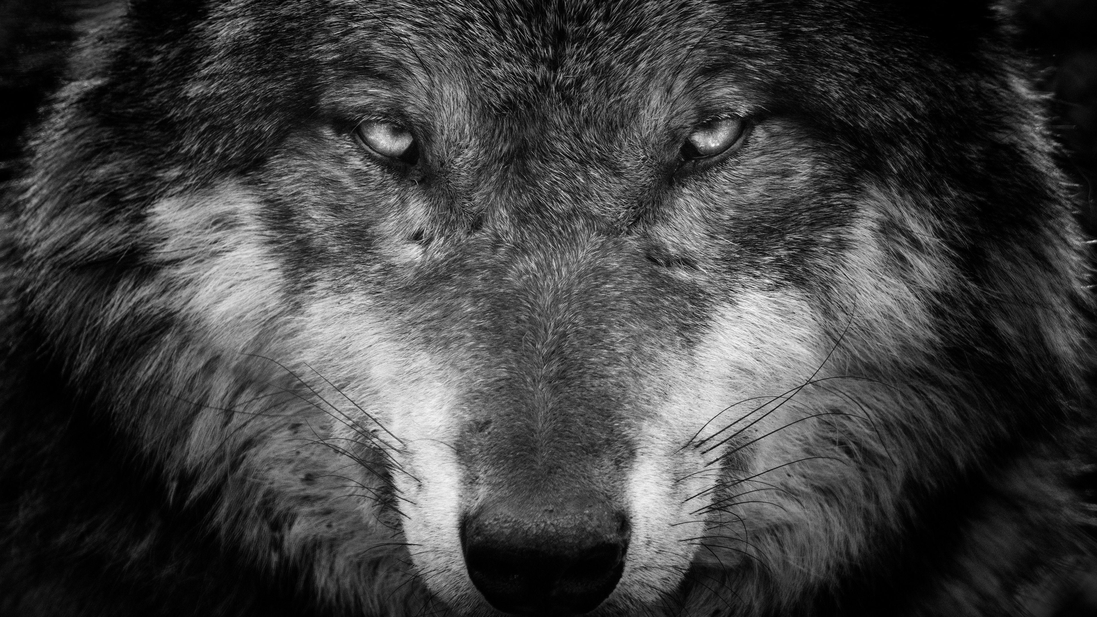 Wolf Face Wallpapers Top Free Wolf Face Backgrounds WallpaperAccess