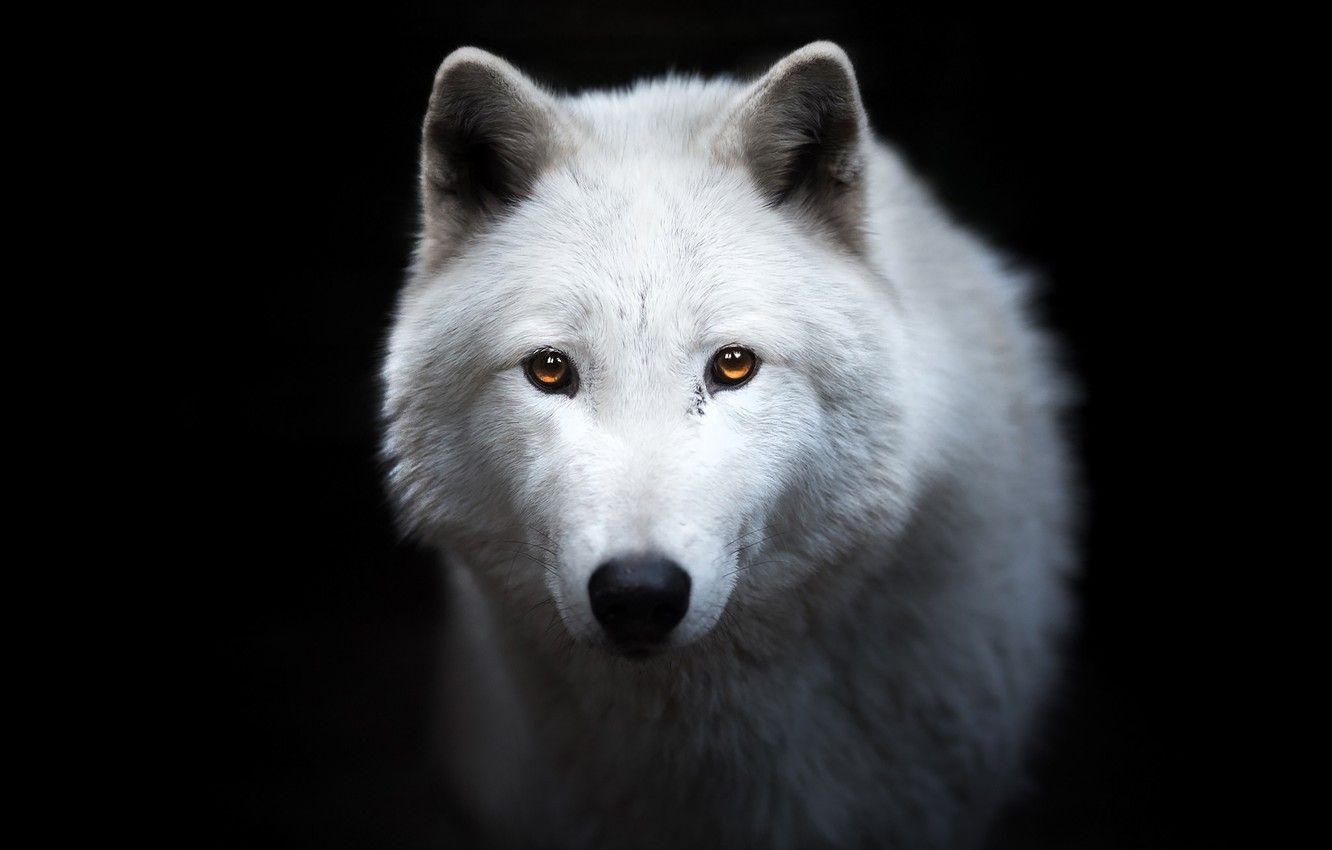 Wolf Face Wallpapers Top Free Wolf Face Backgrounds WallpaperAccess
