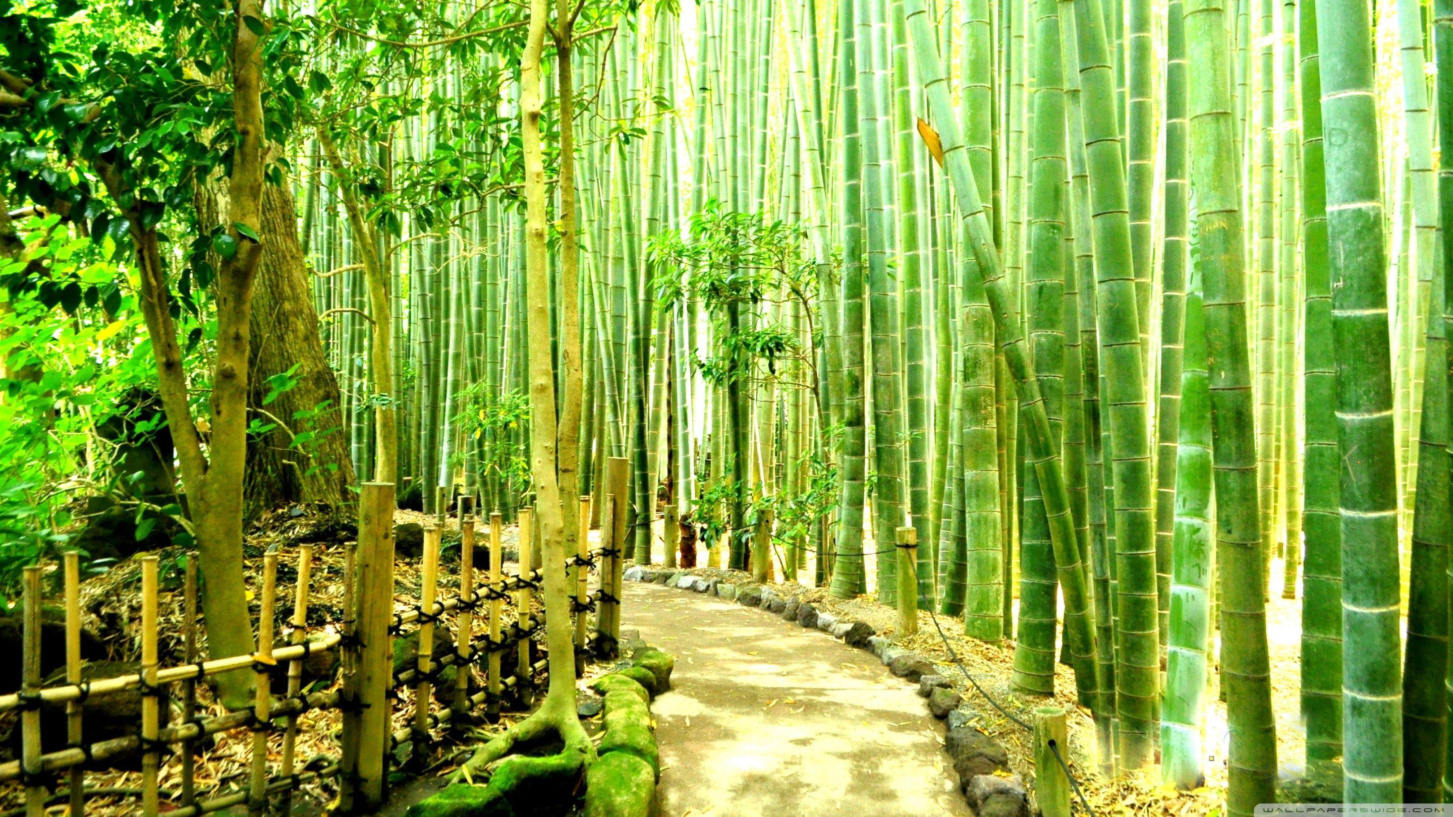 HD Bamboo Wallpapers Top Free HD Bamboo Backgrounds WallpaperAccess